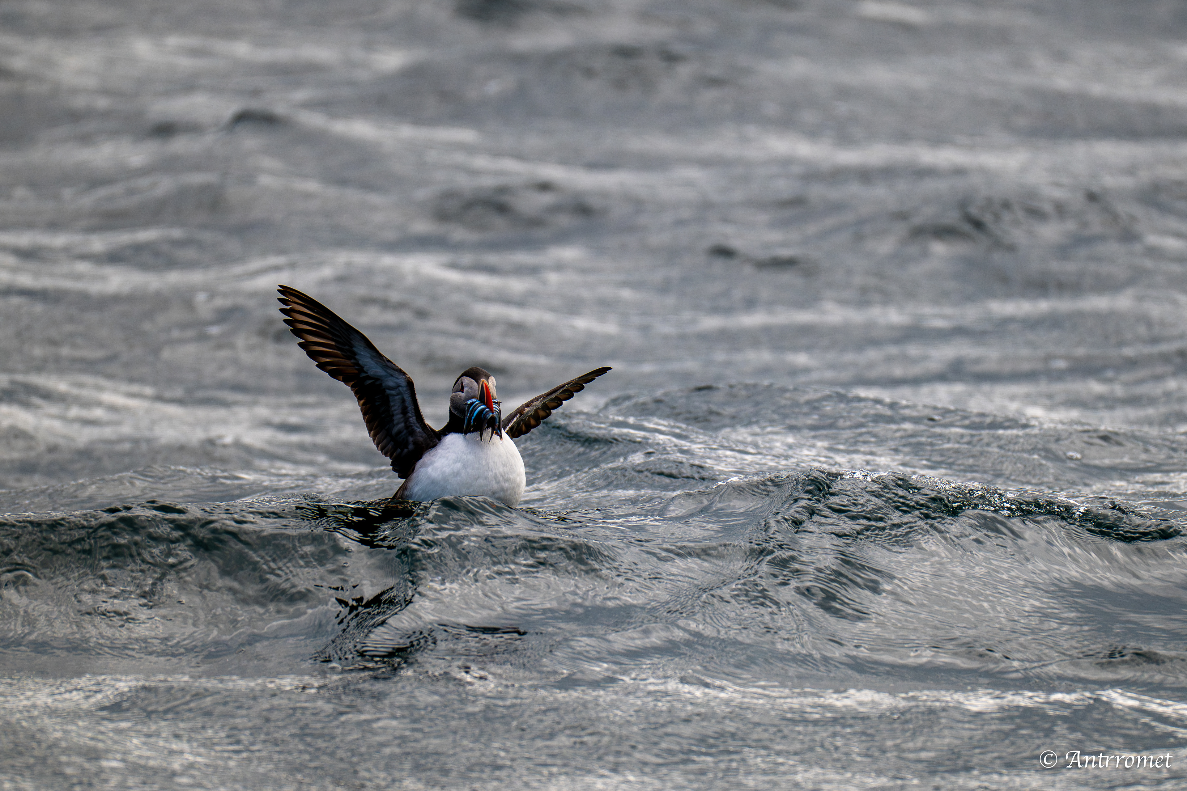 Puffins at Puffin Safari AS, Bleik, Vesteralen