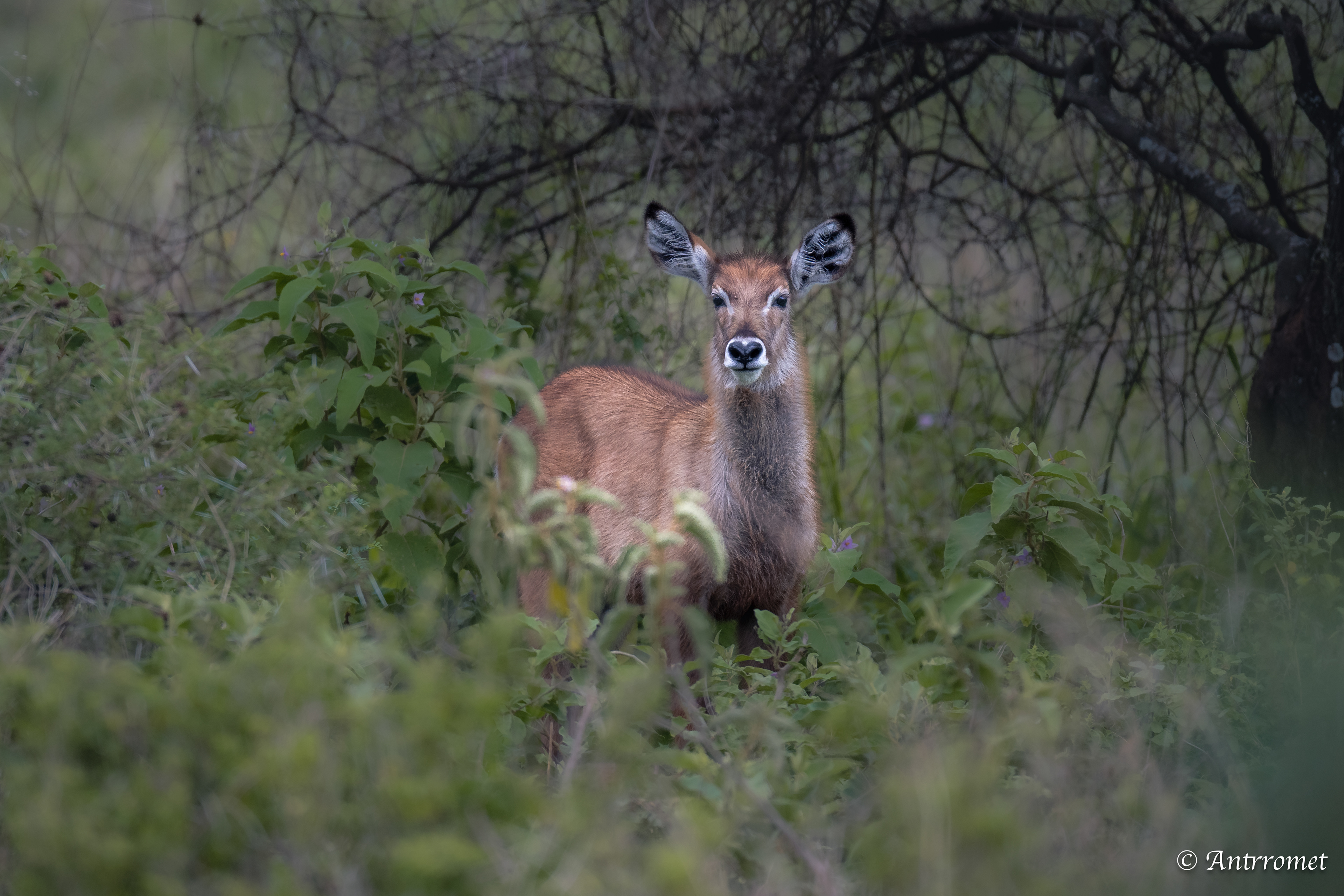Female waterbuck