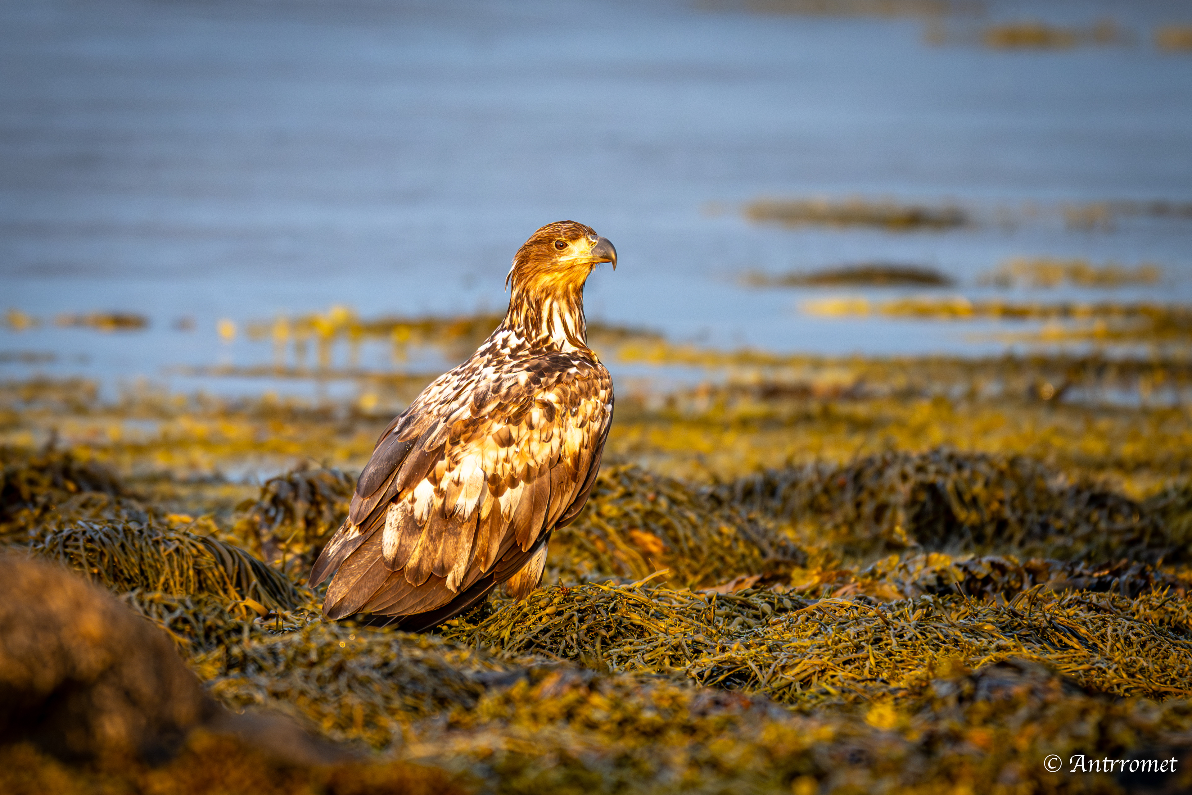 Golden eagle somewhere near Åse on a tour with Arctic North Adventures