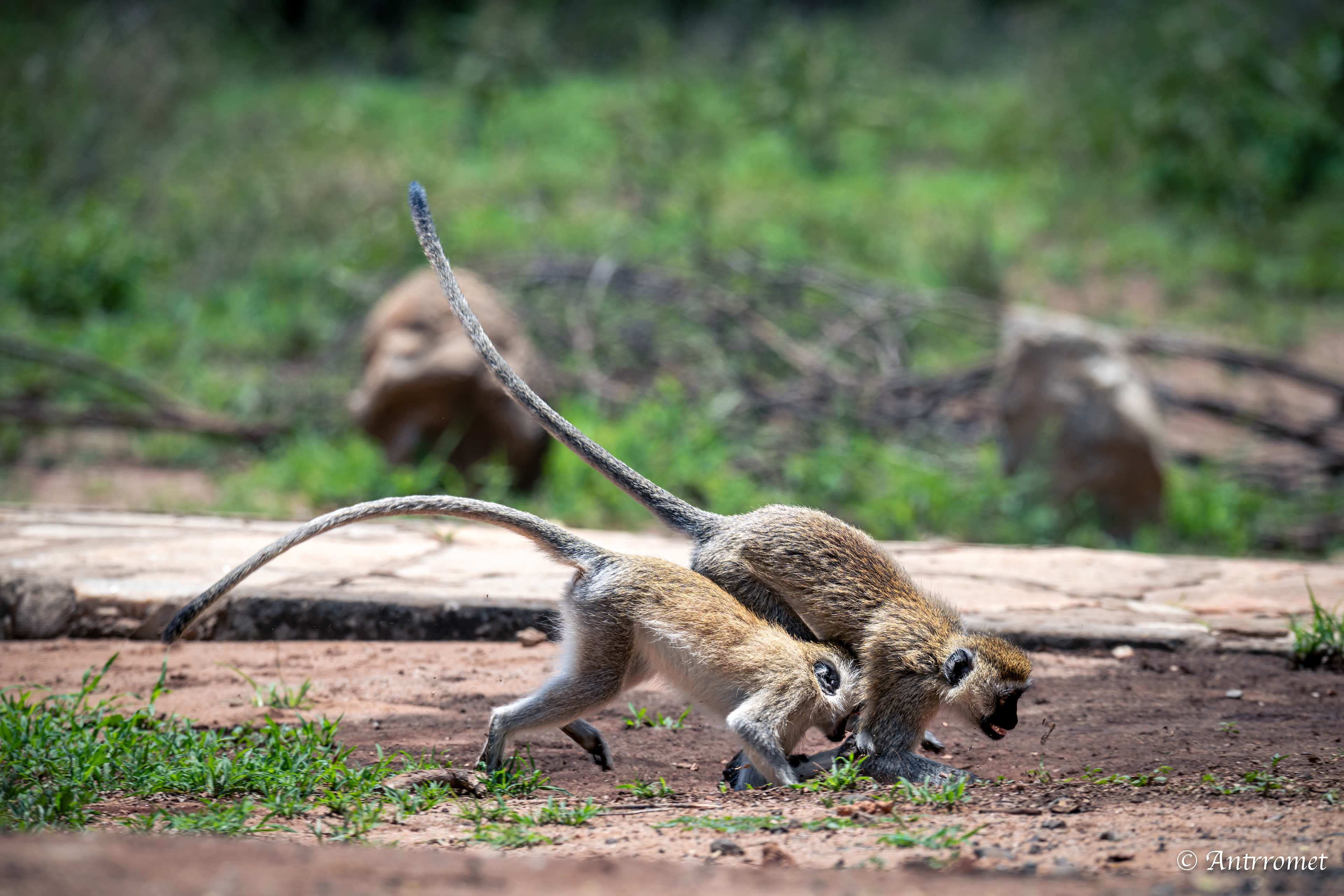 Vervet monkeys