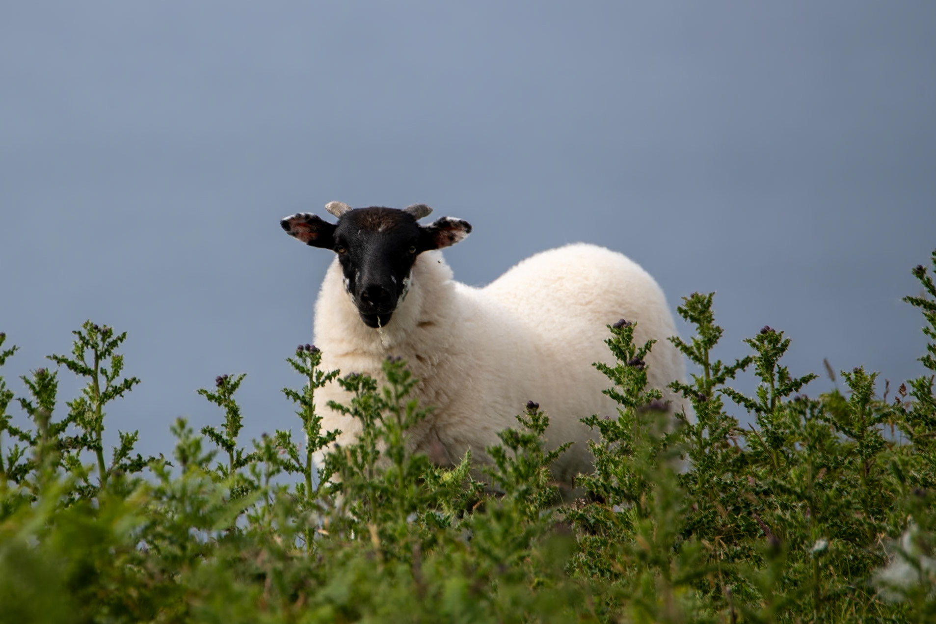Sheep at Rathlin Island