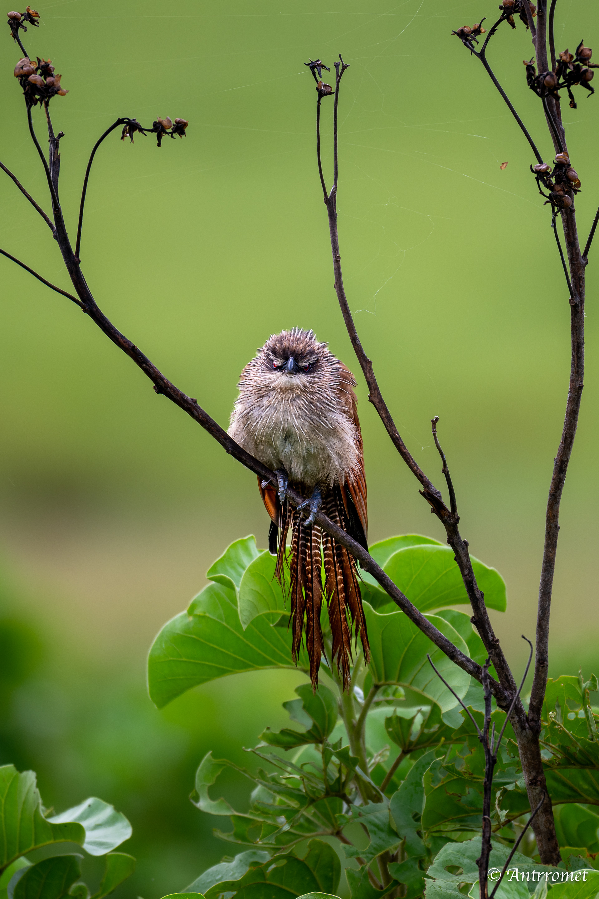 White-browed Coucal
