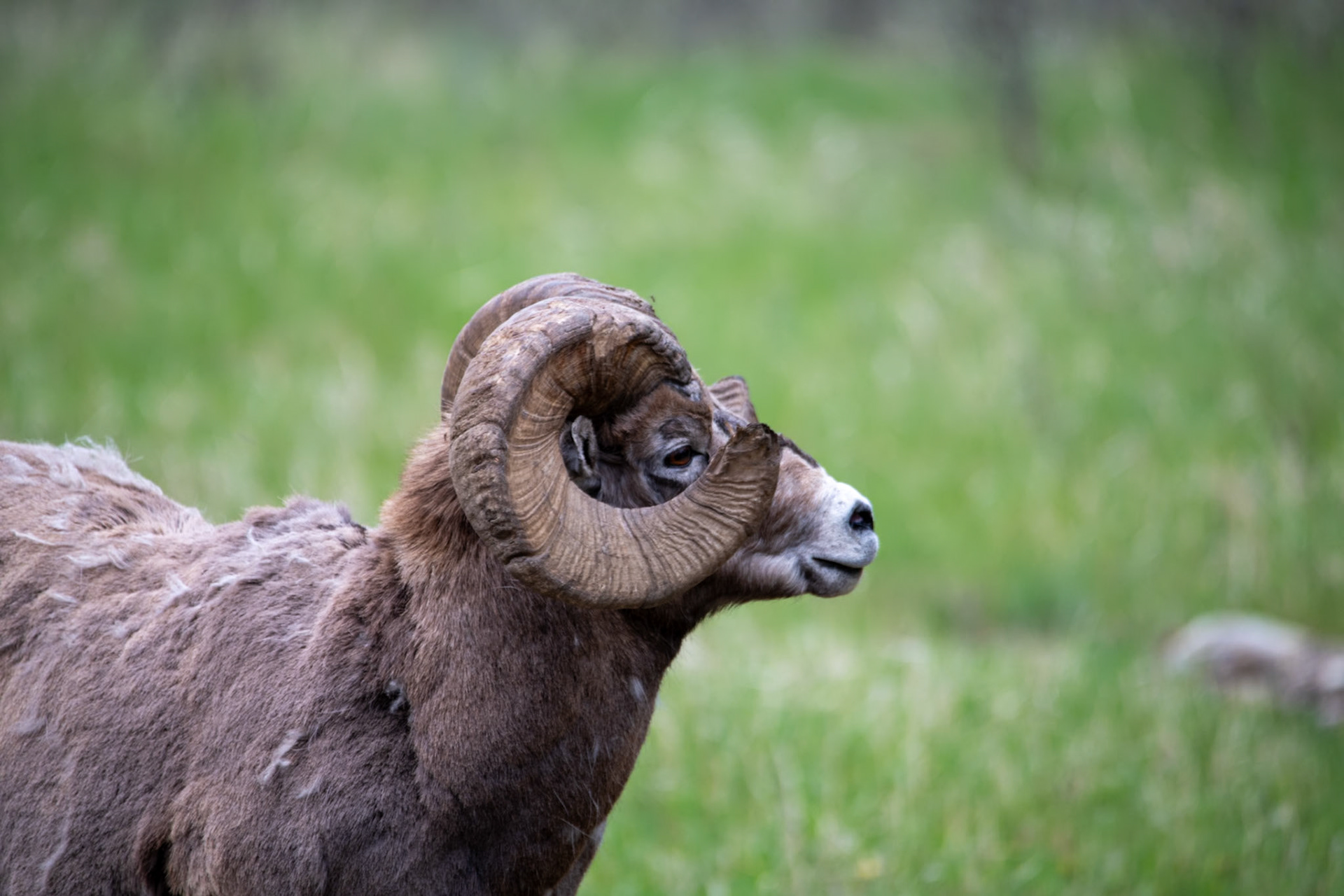 Bighorn sheep at Yellowhead Highway