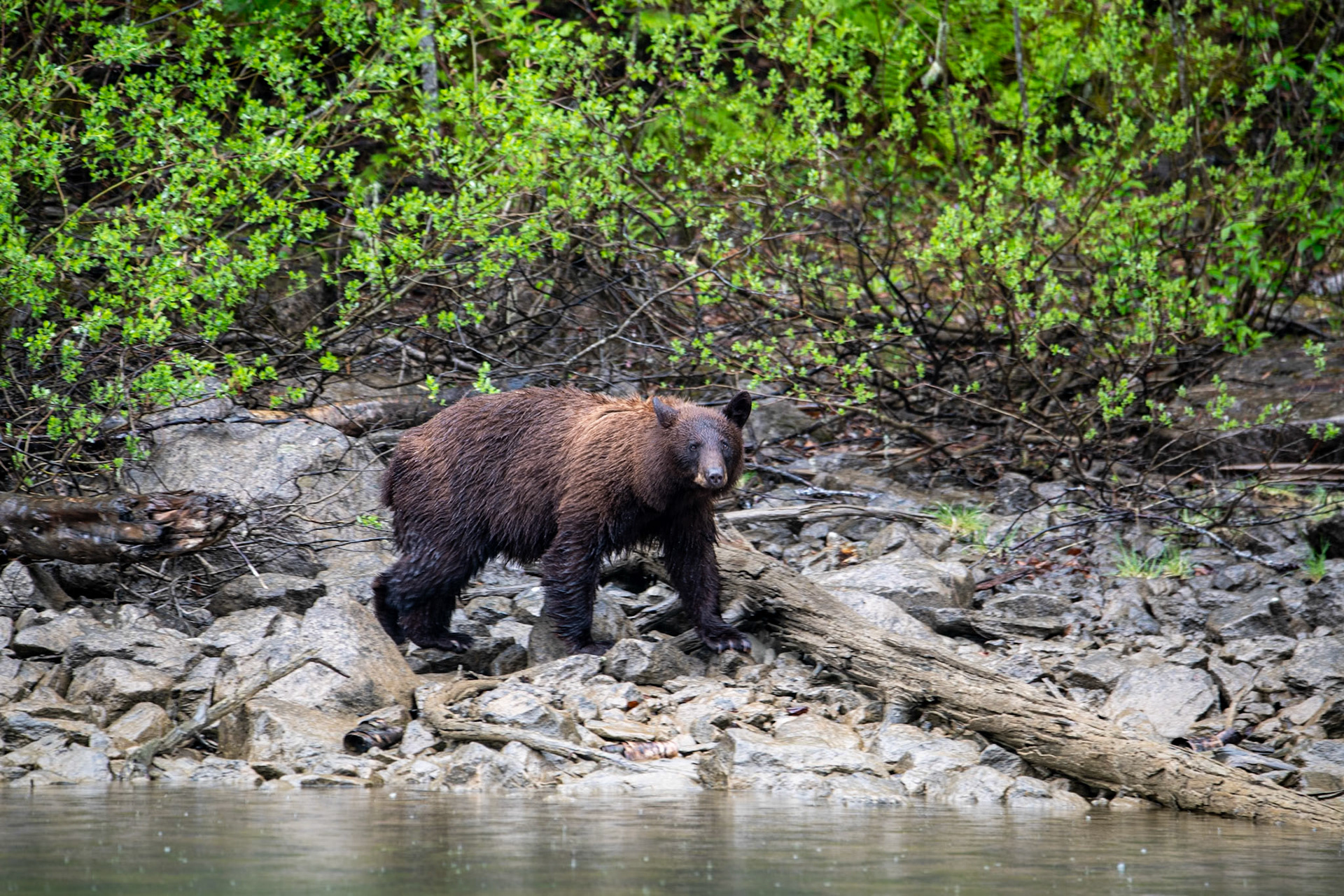 Black bear near Mud Lake