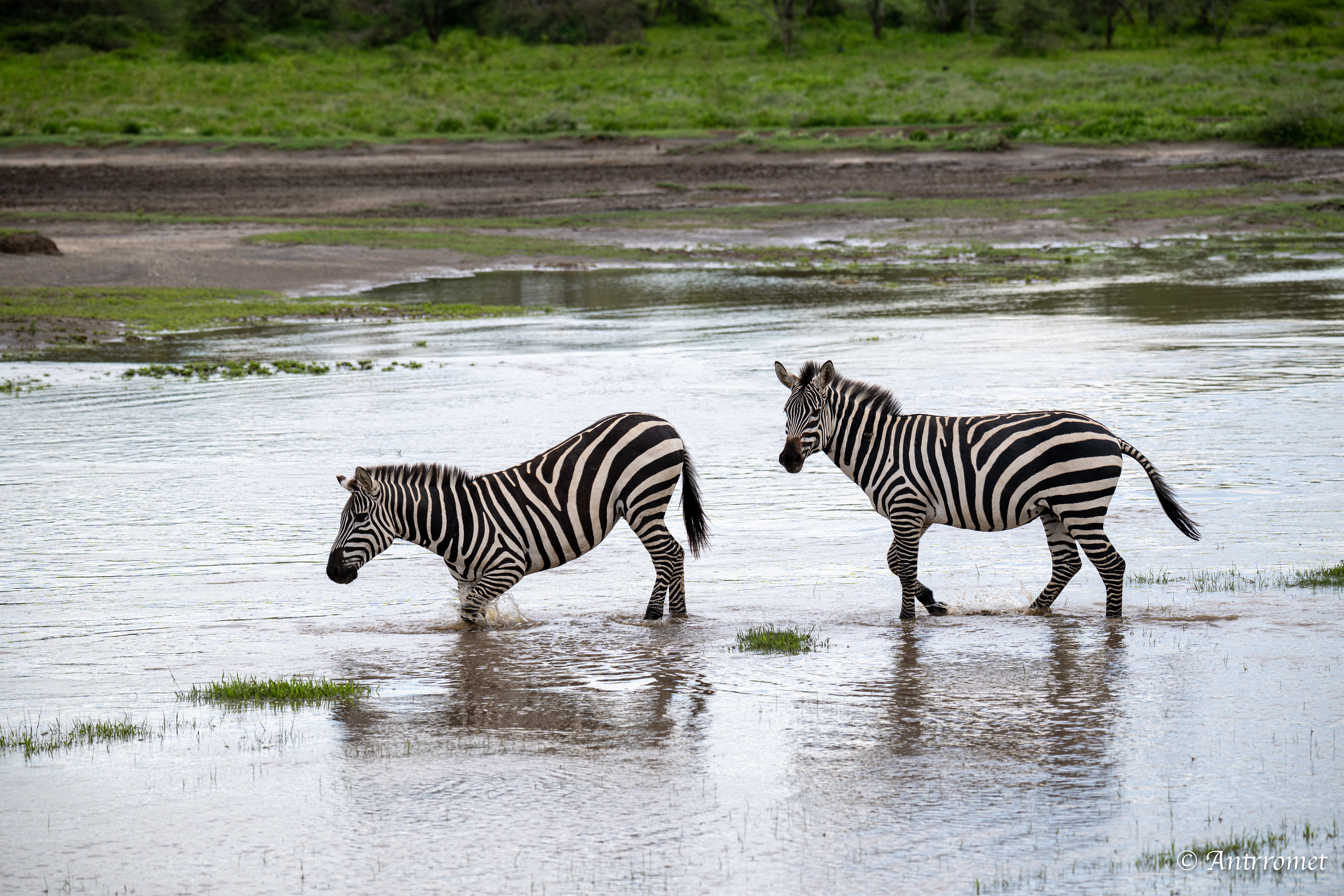 Zebra river crossing