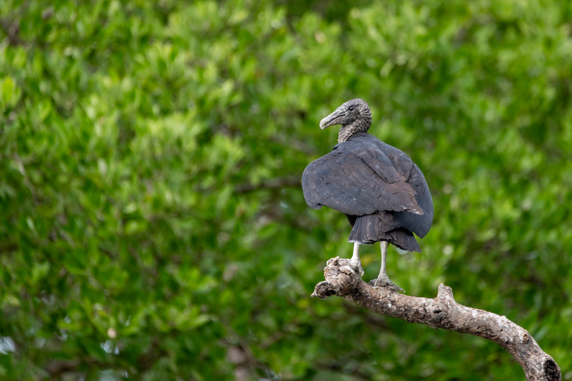 Black vulture at Chiquilá