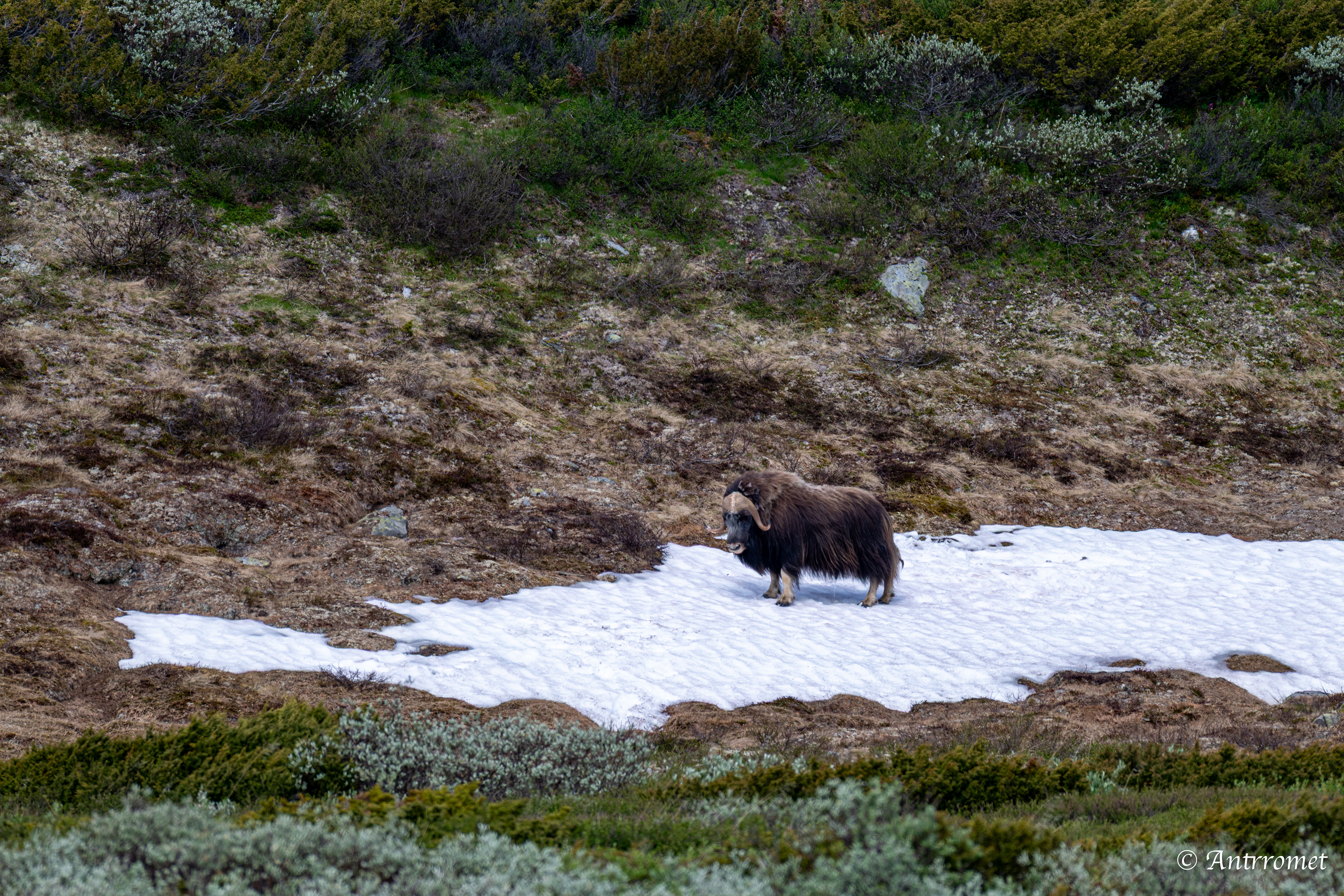 Musk Ox at Dovrefjell–Sunndalsfjella National Park