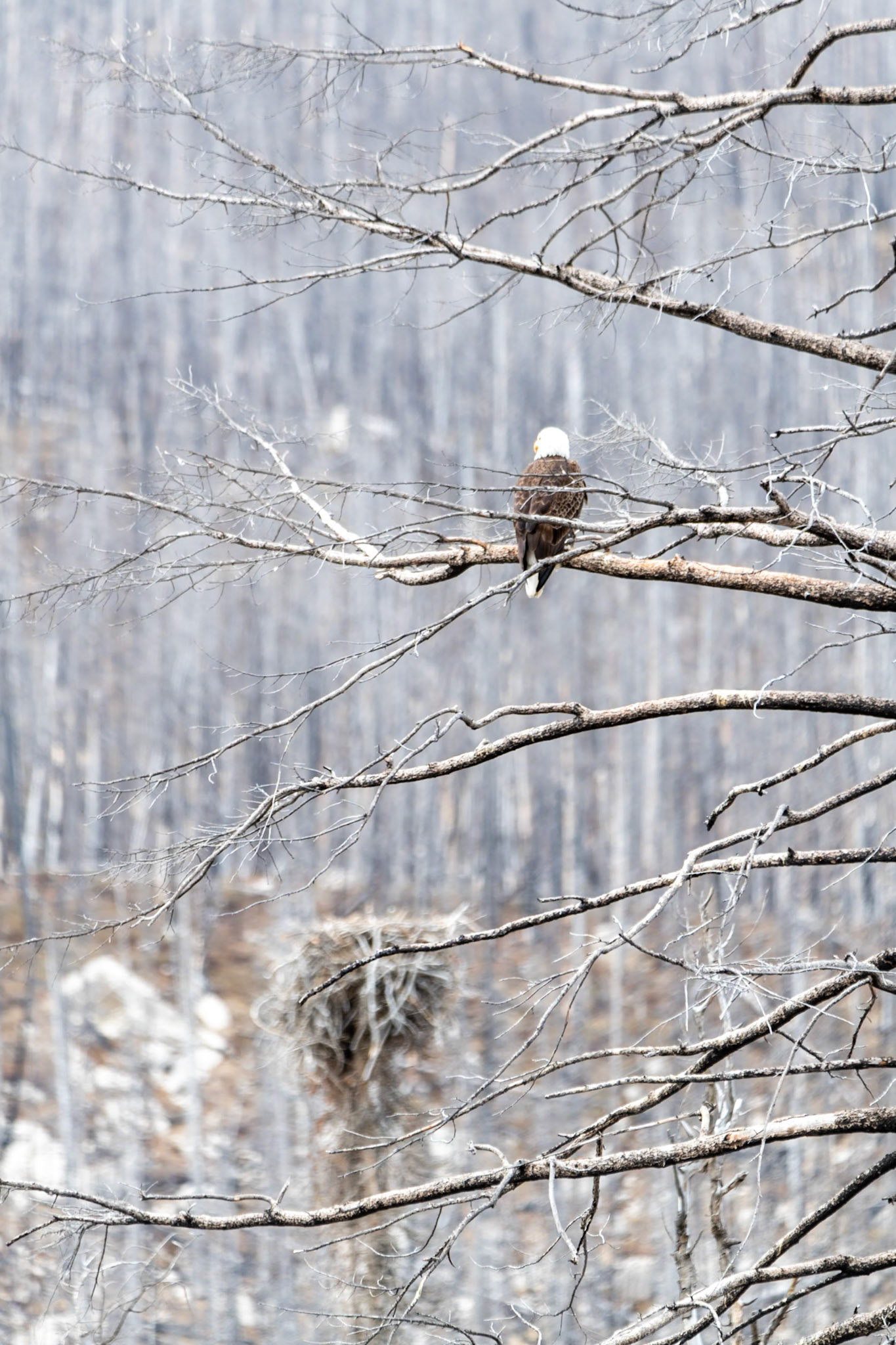 Bald eagle at guarding its nest at Medicine Lake Lookout