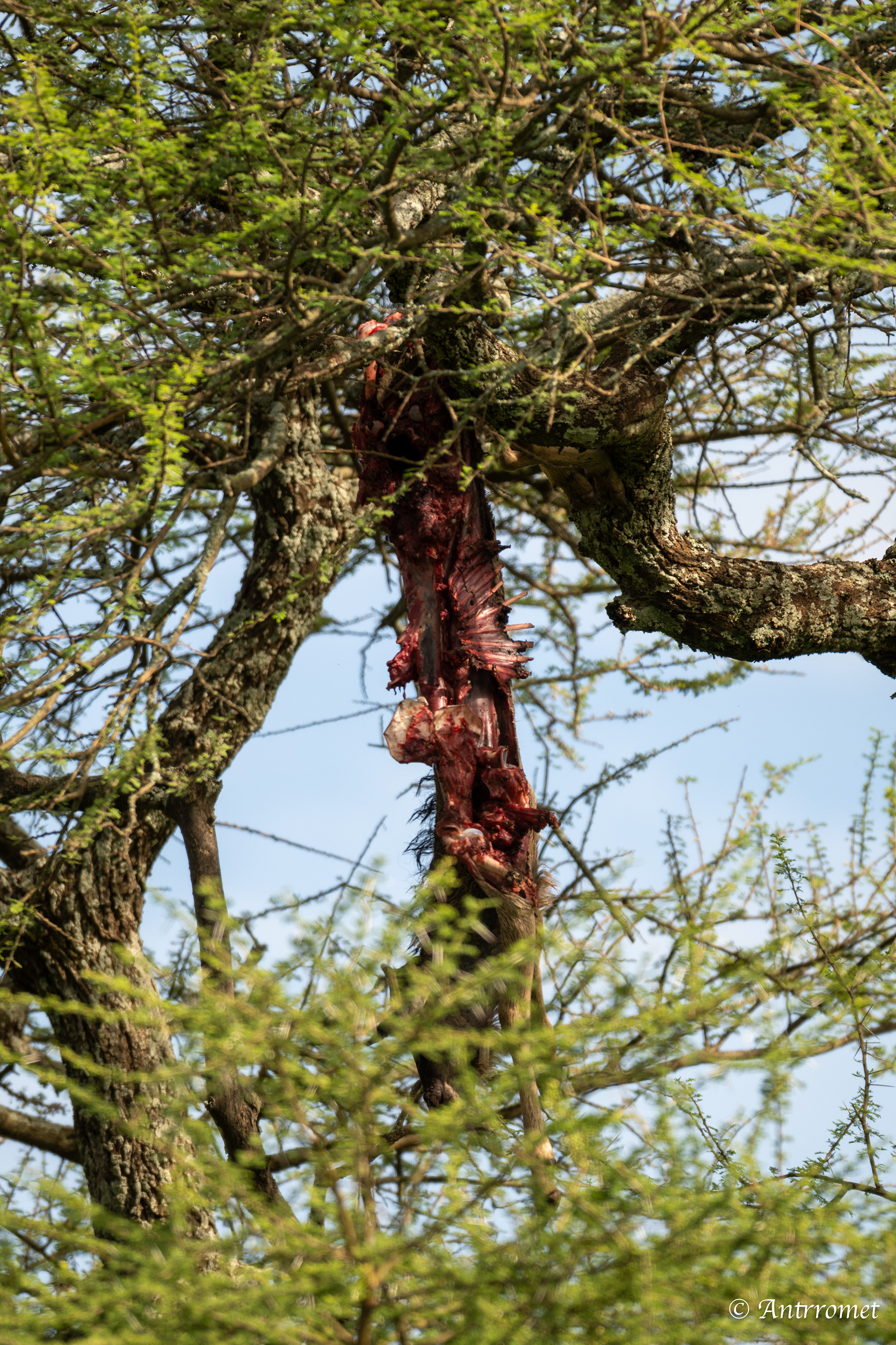 Innards of baby wildebeest