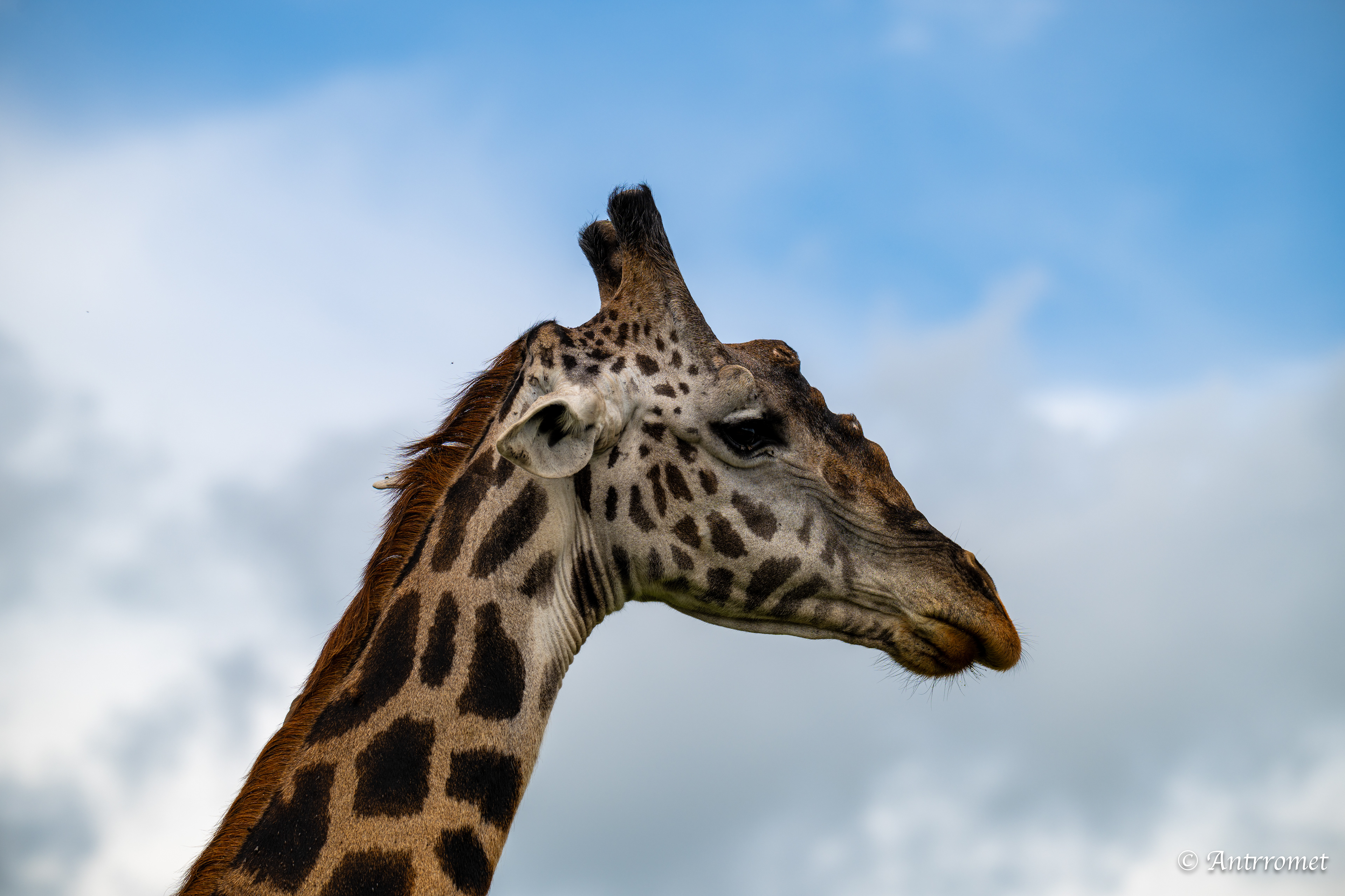 Giraffe
