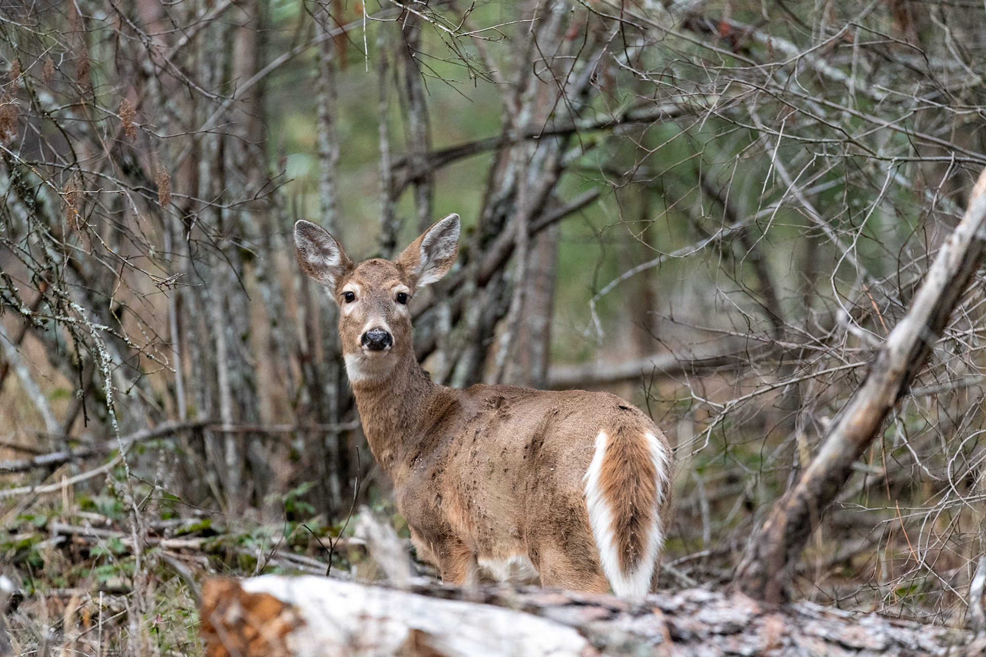 Deers at Farragut State Park