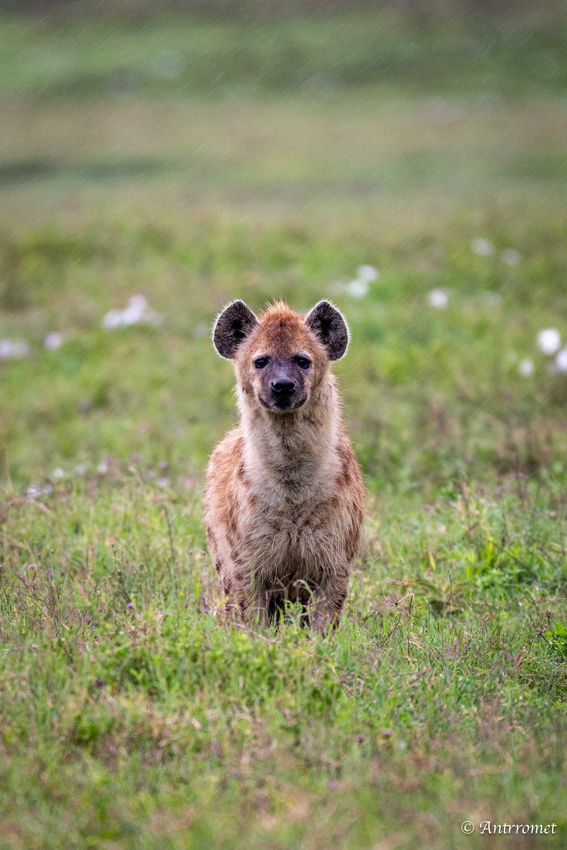 Spotted Hyena