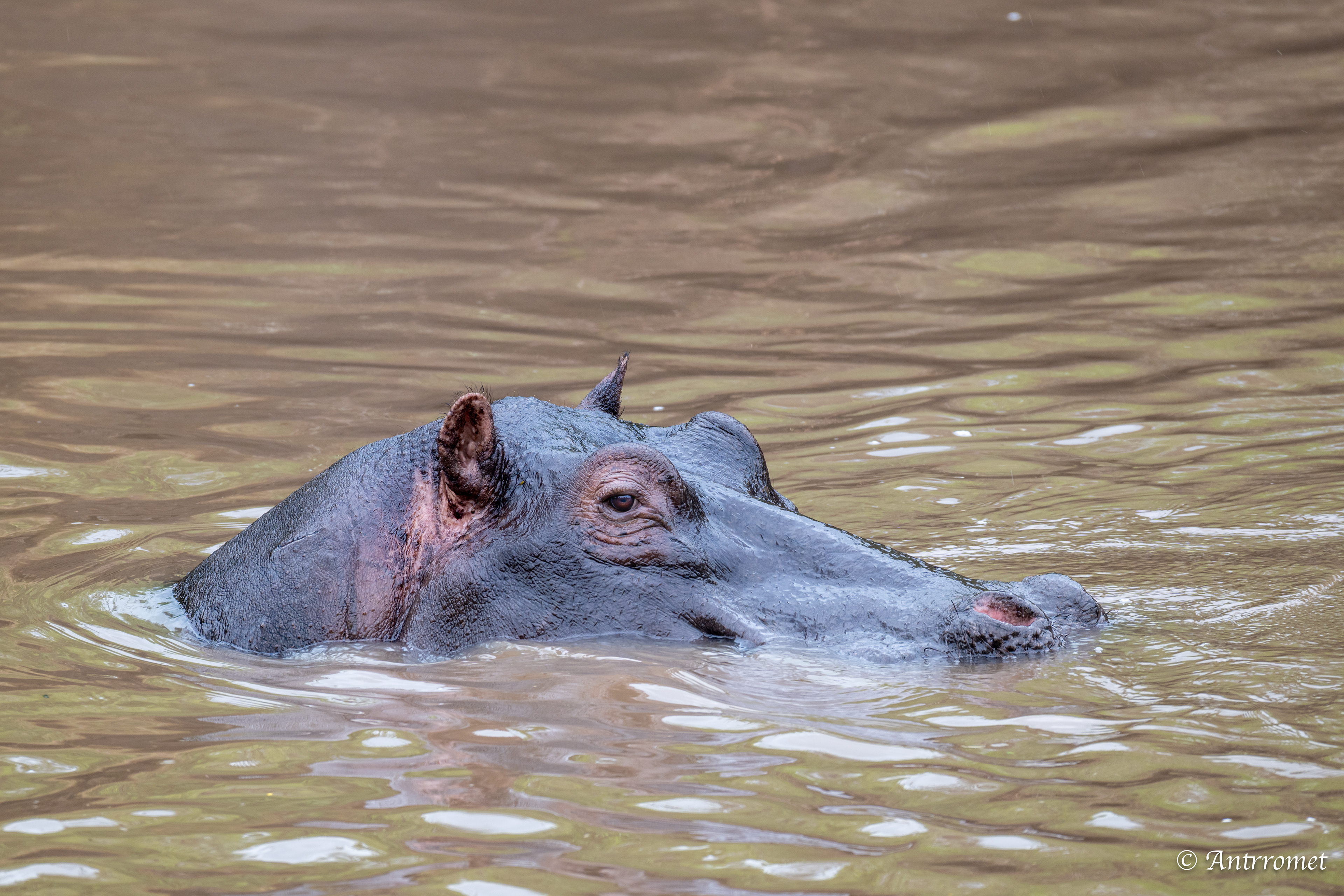 Hippopotamus