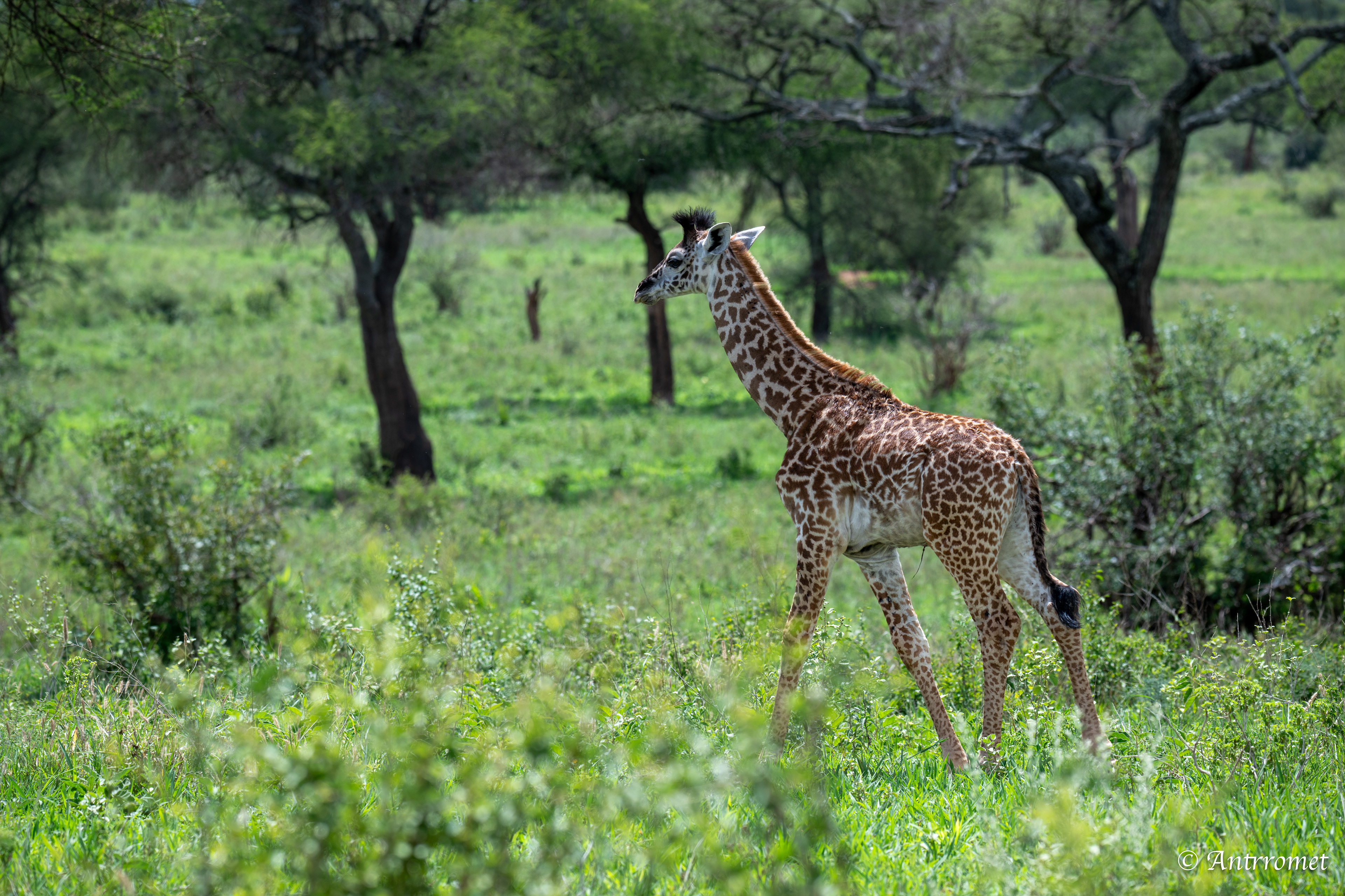 Masai Giraffe