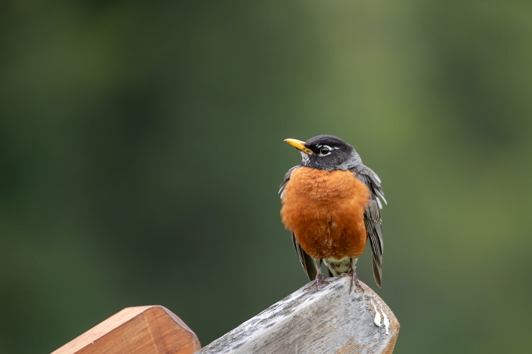 American Robin