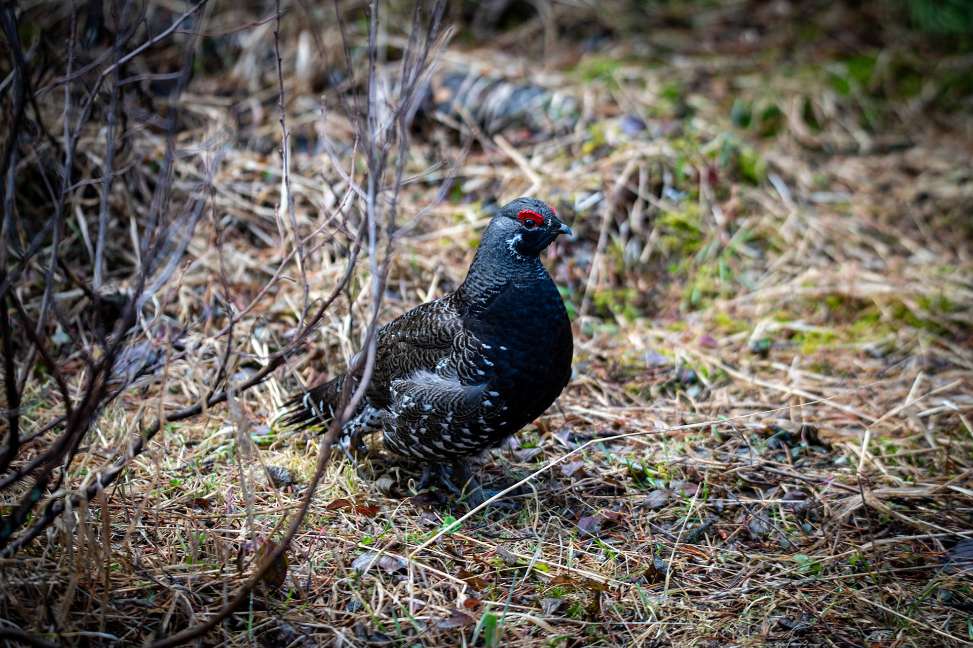 Spruce grouse near Maligne Lake picnic area