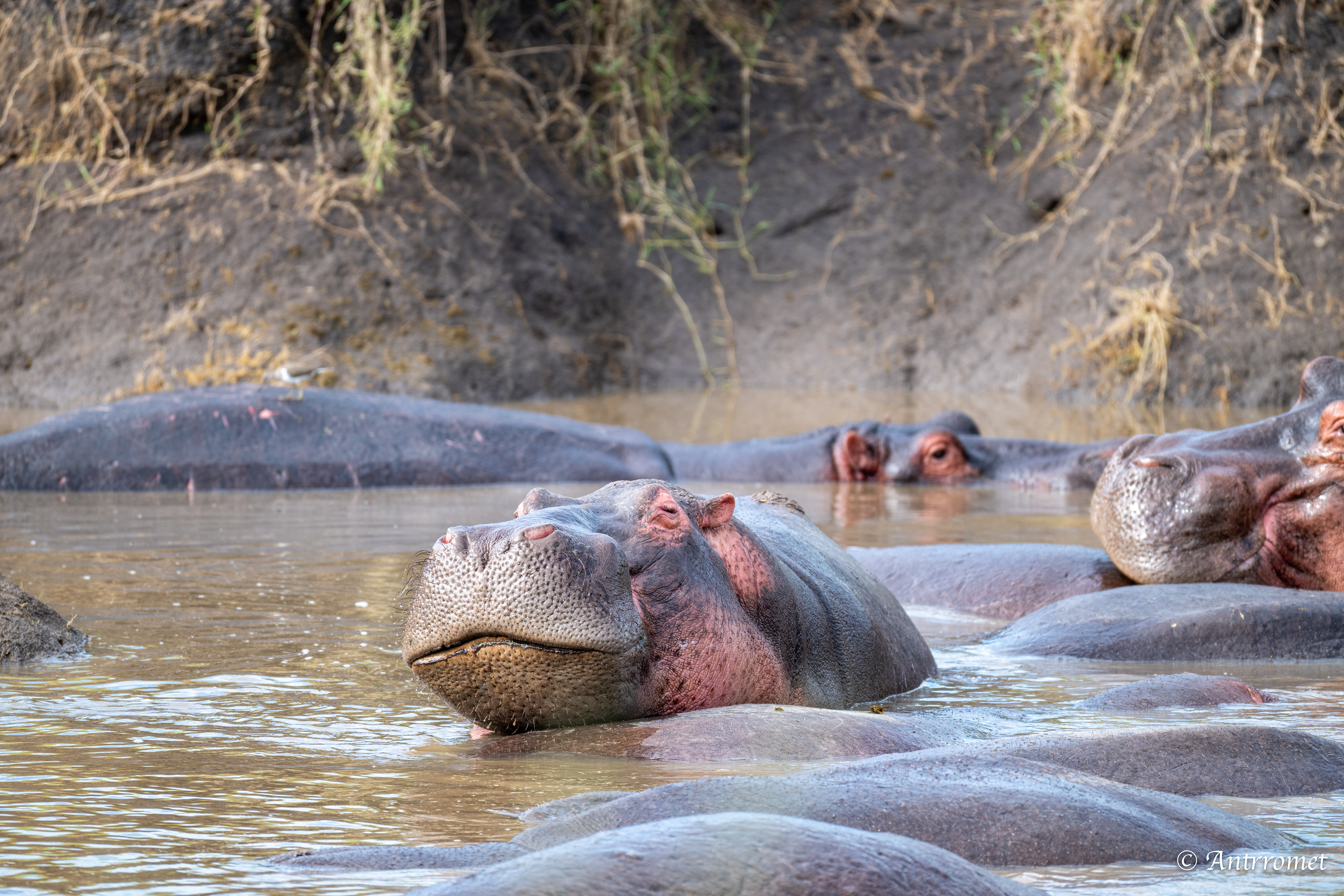 Hippopotamuses
