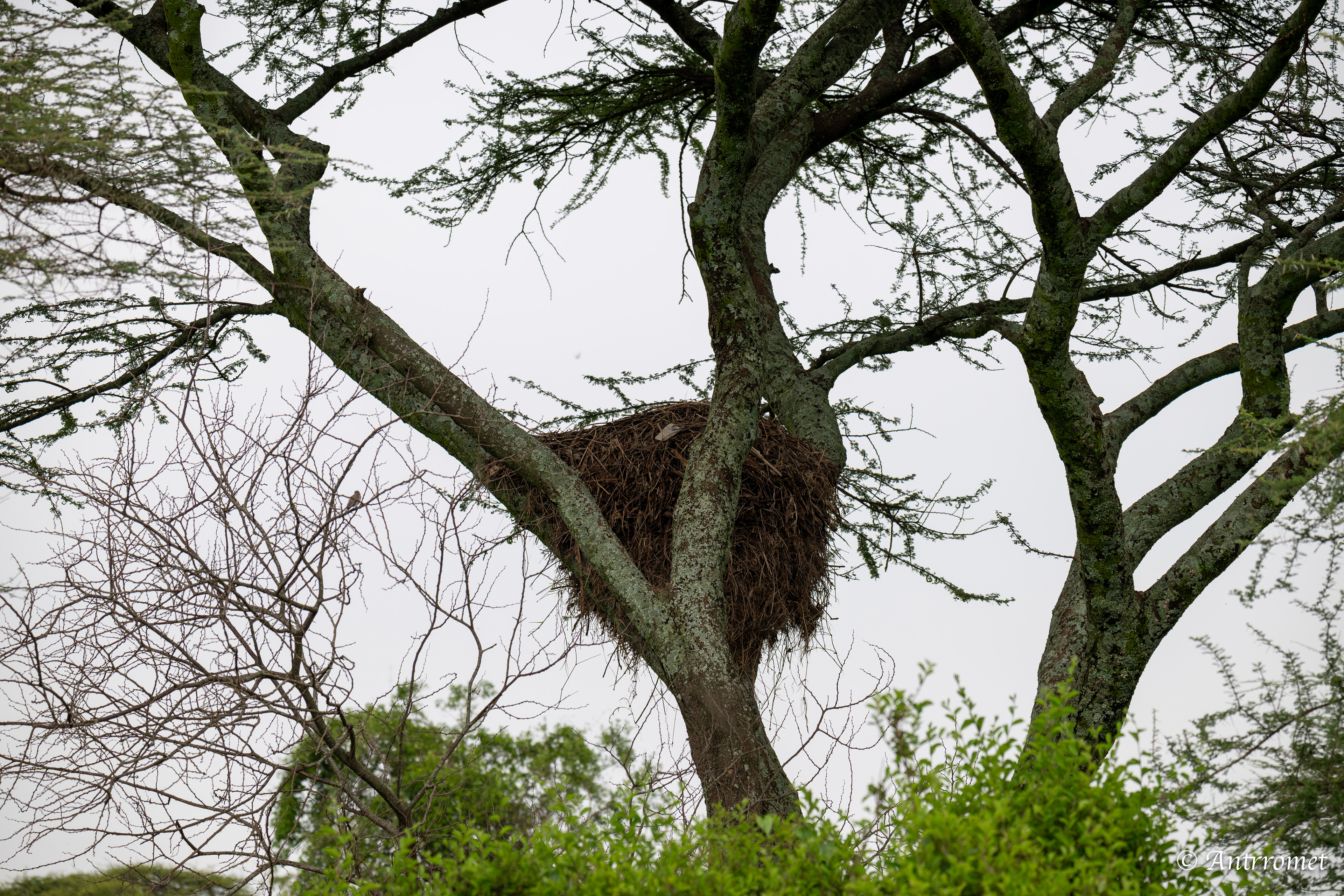 Red-billed Buffalo-Weaver nest