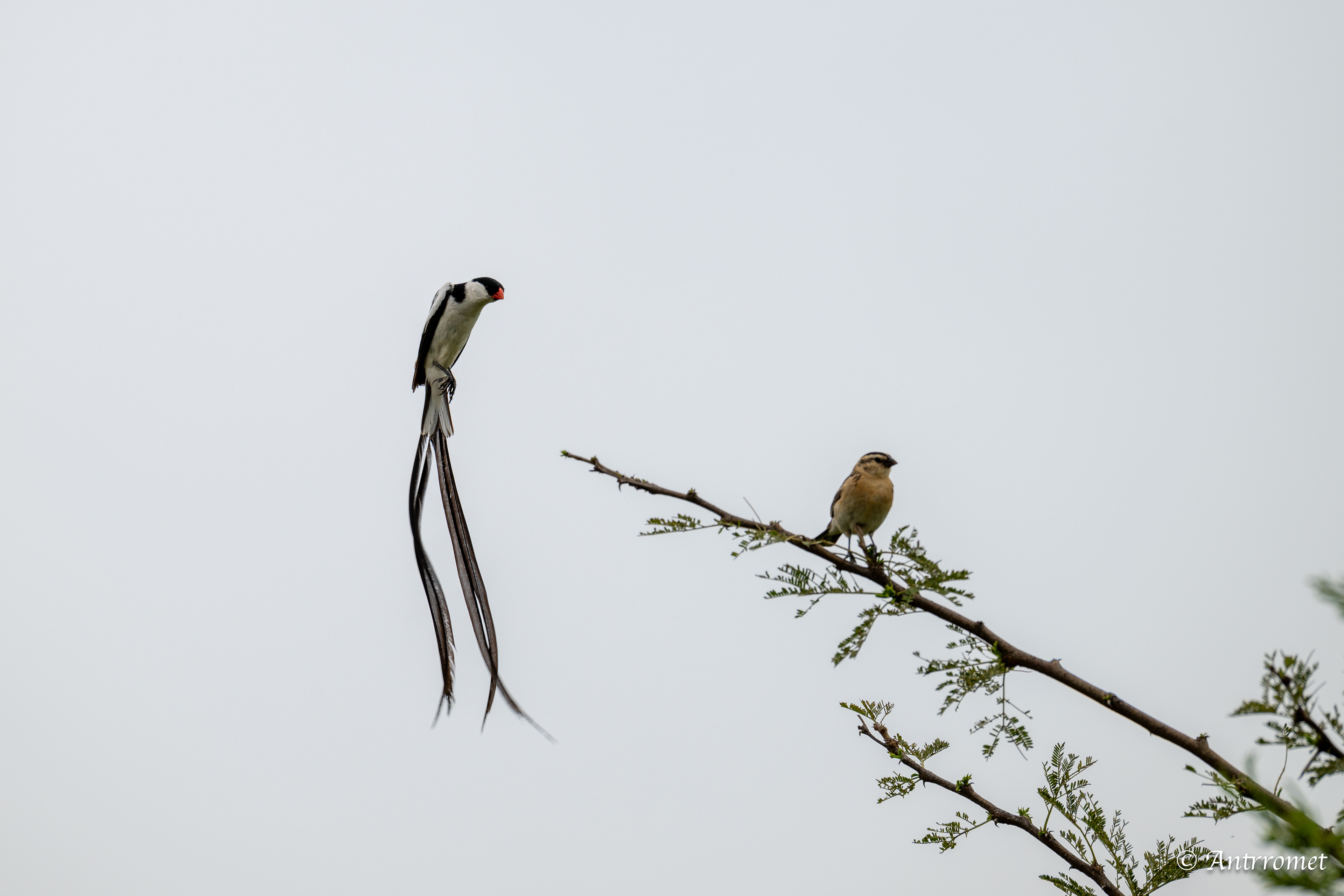 Mating dance of Pin-tailed Whydahs