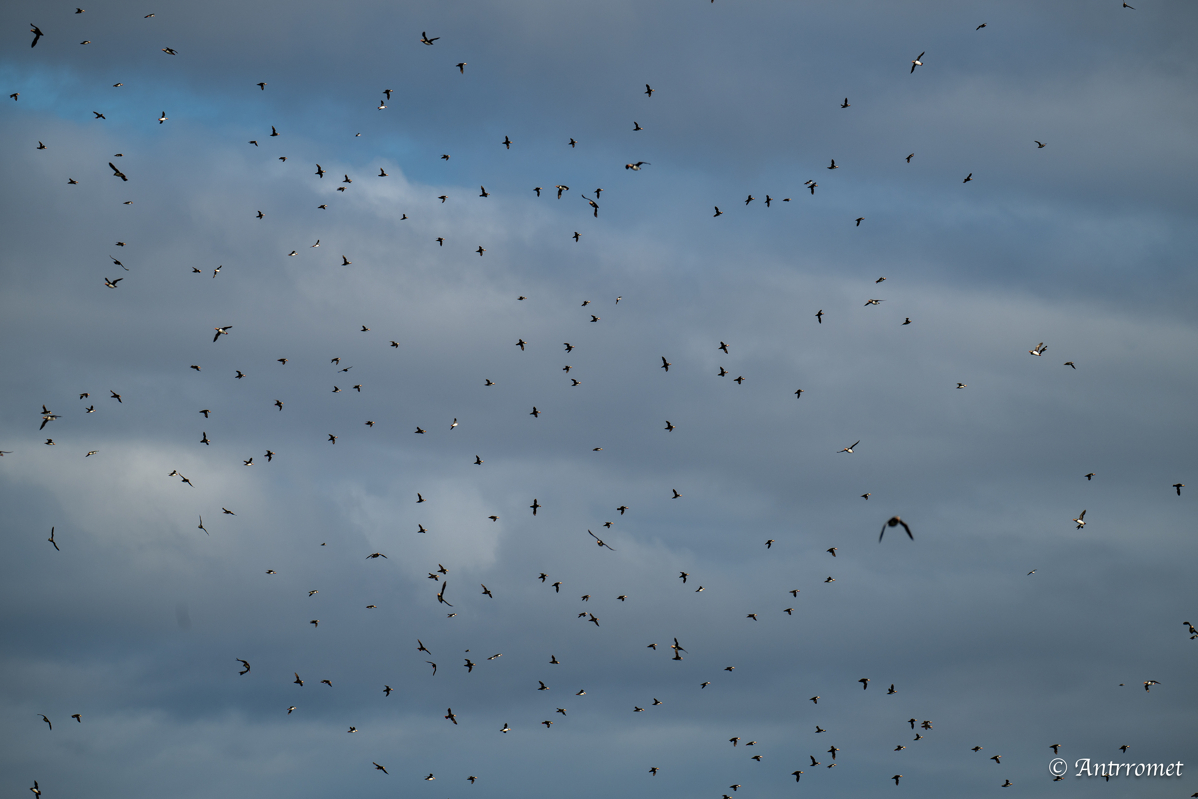 Puffins at Puffin Safari AS, Bleik, Vesteralen