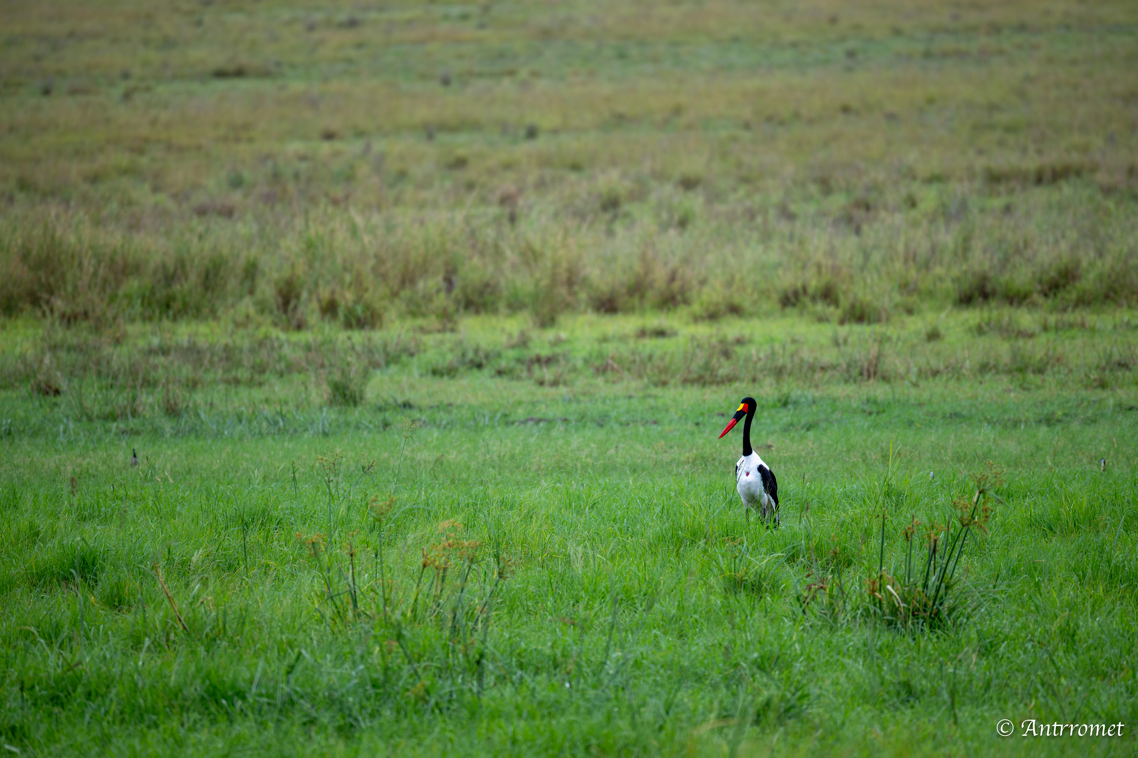 Saddle-billed Stork