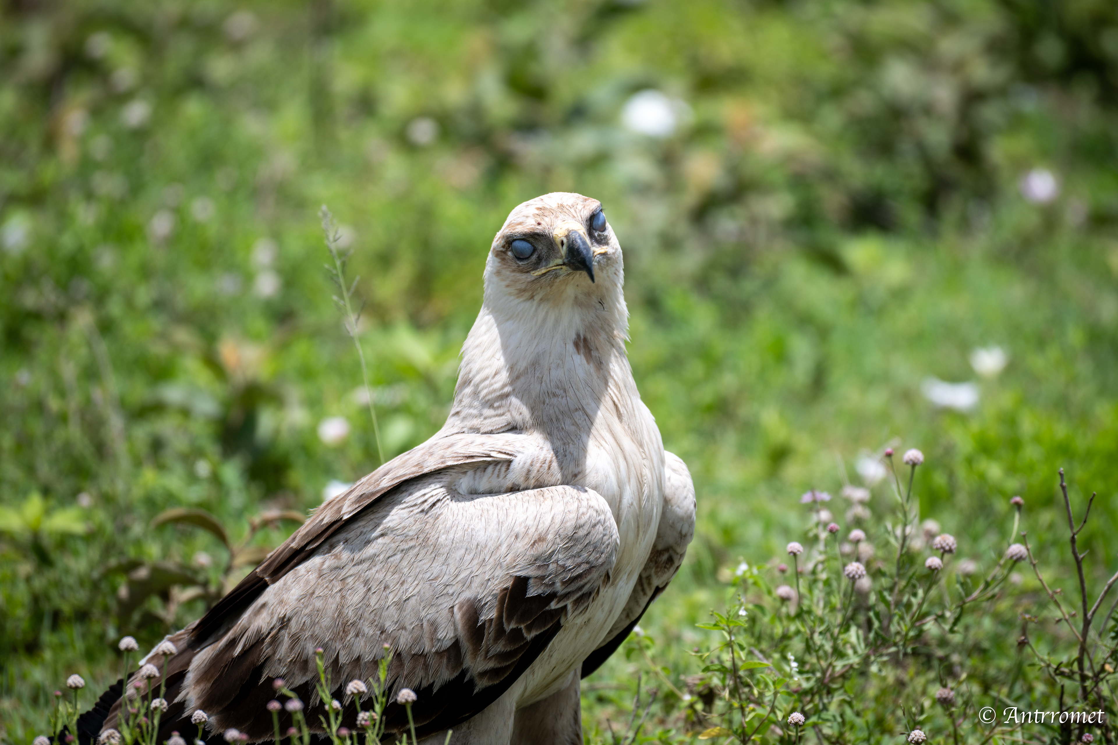 Tawny Eagle