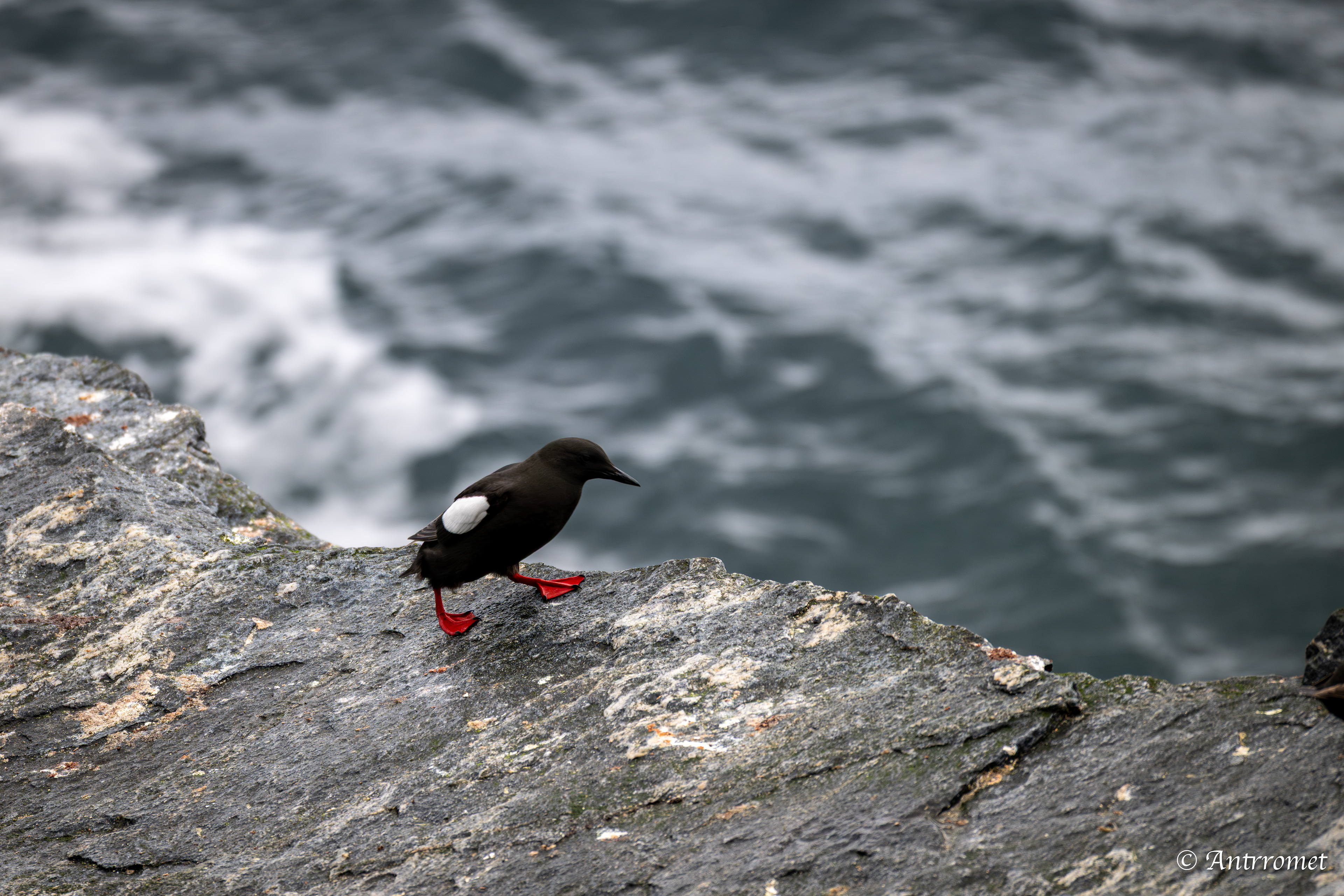 Black Guillemot at The Bird Cliff at Værøy