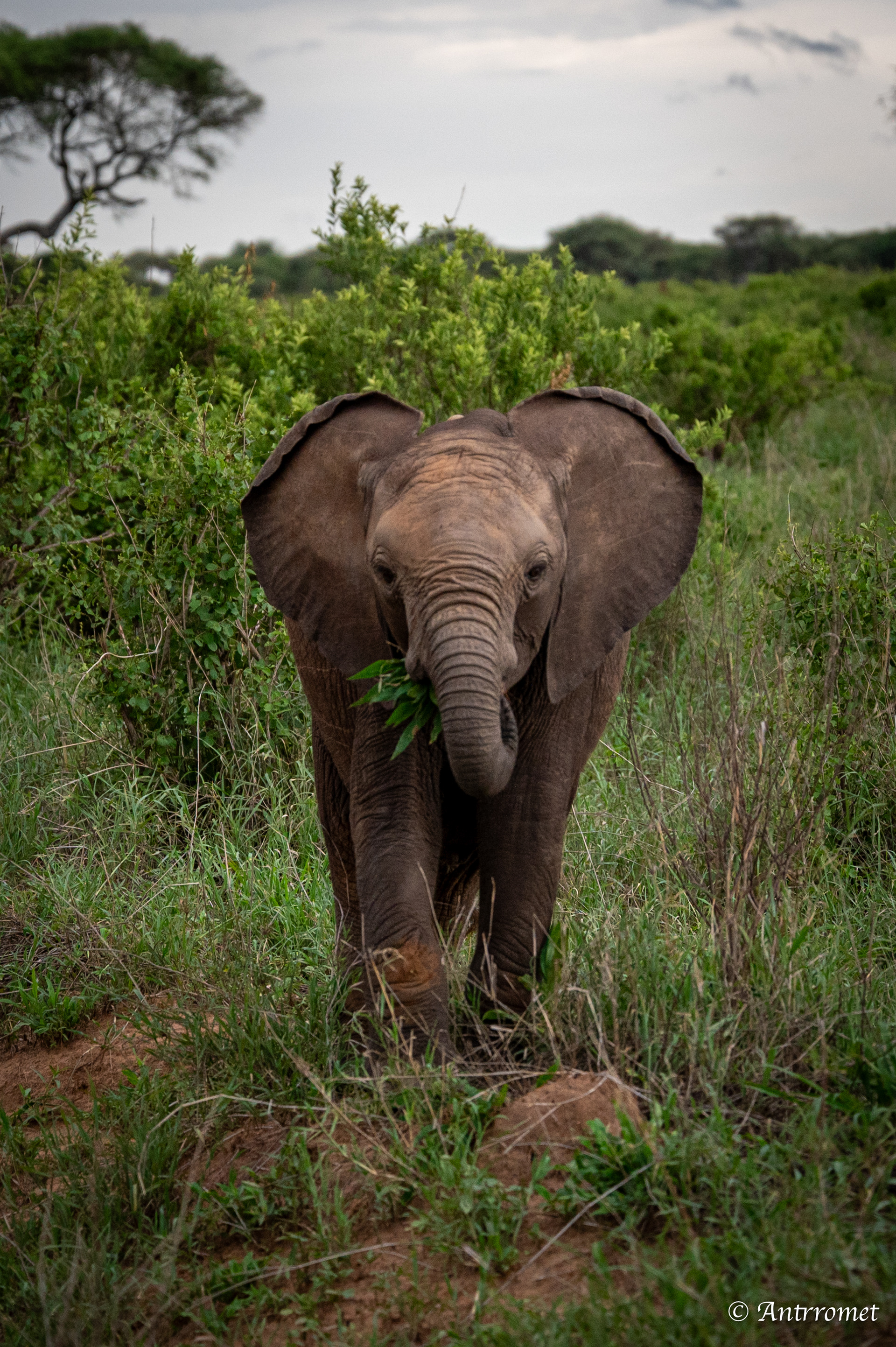African Elephant