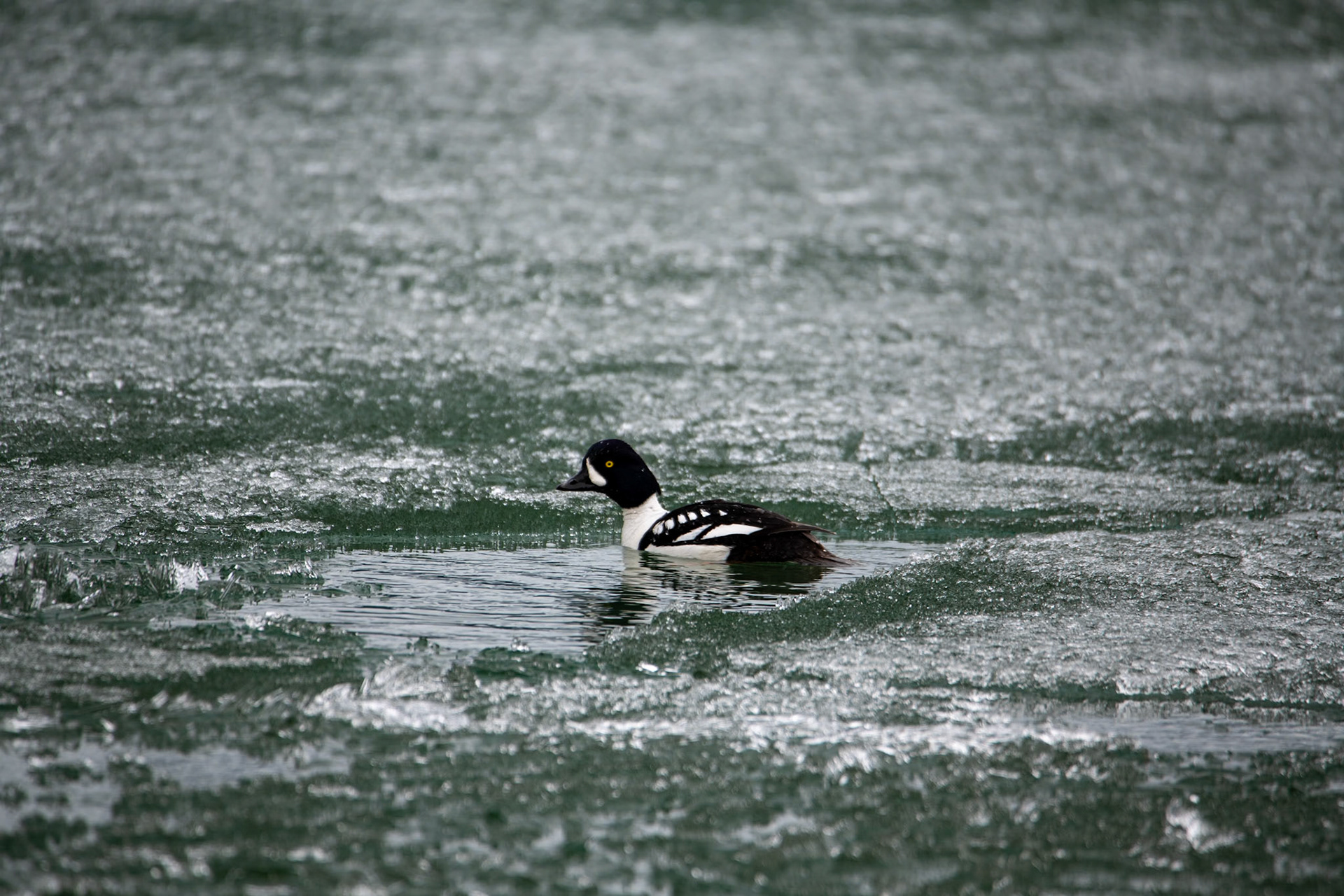 Barrow's goldeneye in frozen Maligne Lake