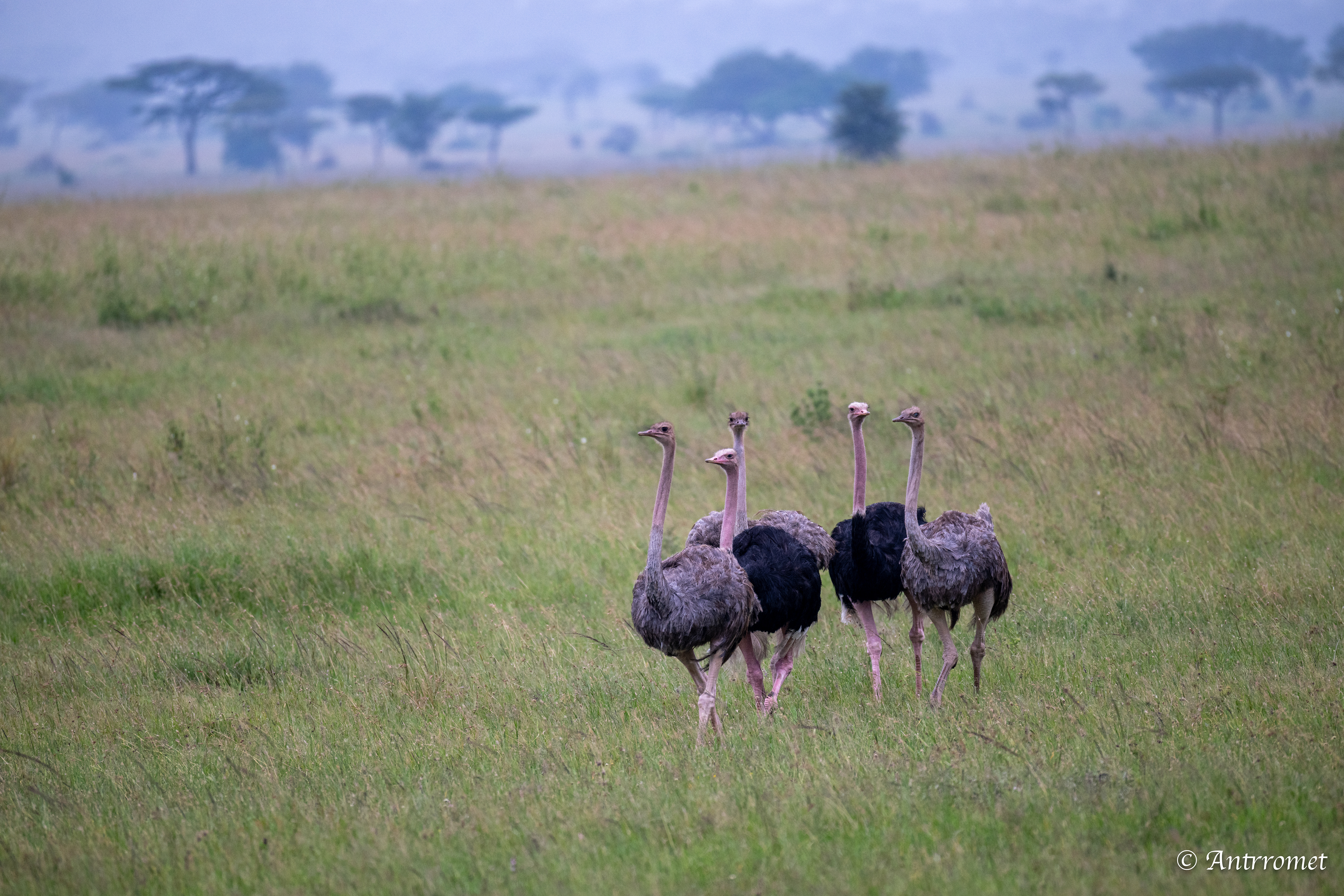 Ostriches