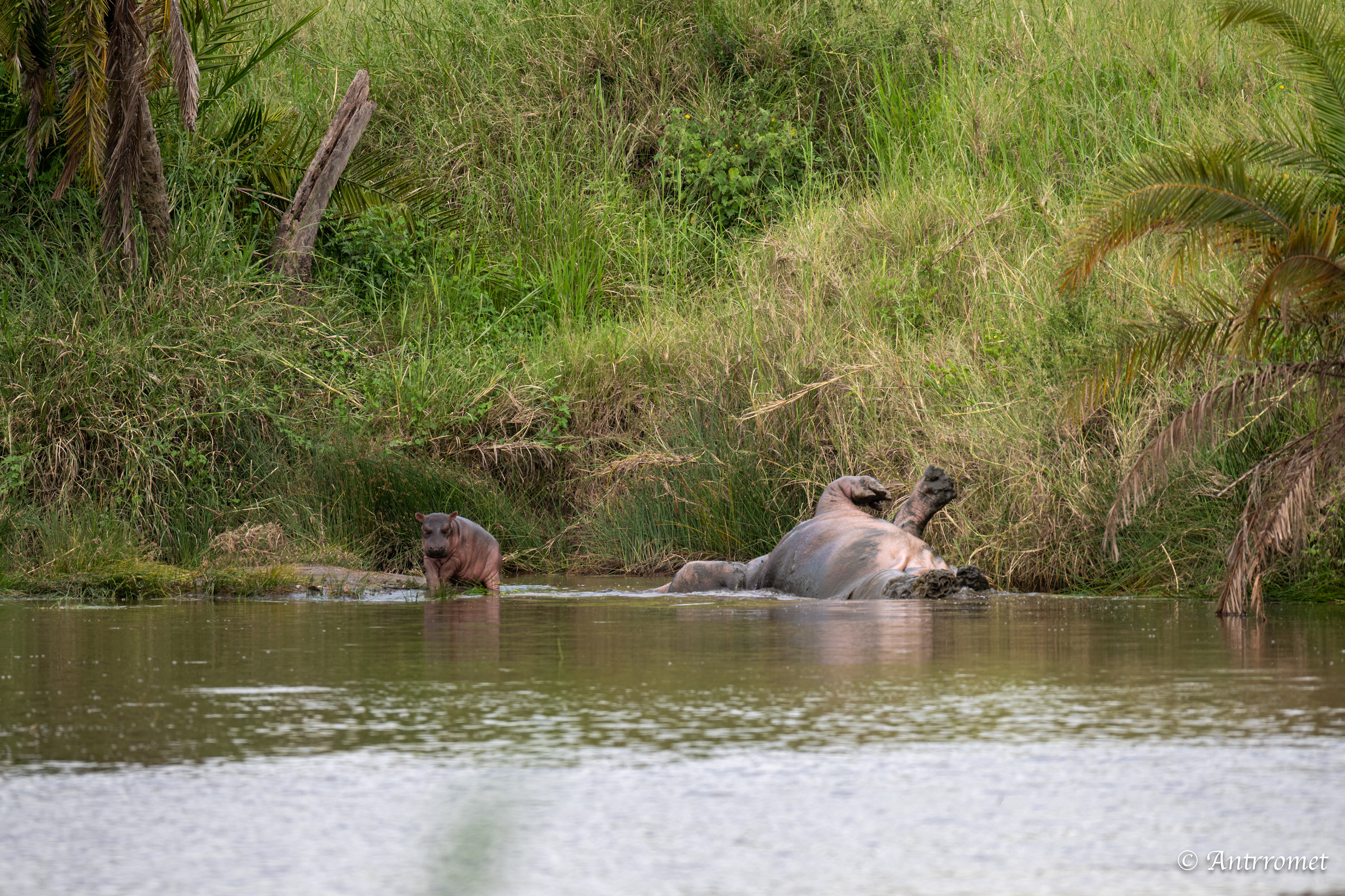 Baby Hippopotamus with its mom
