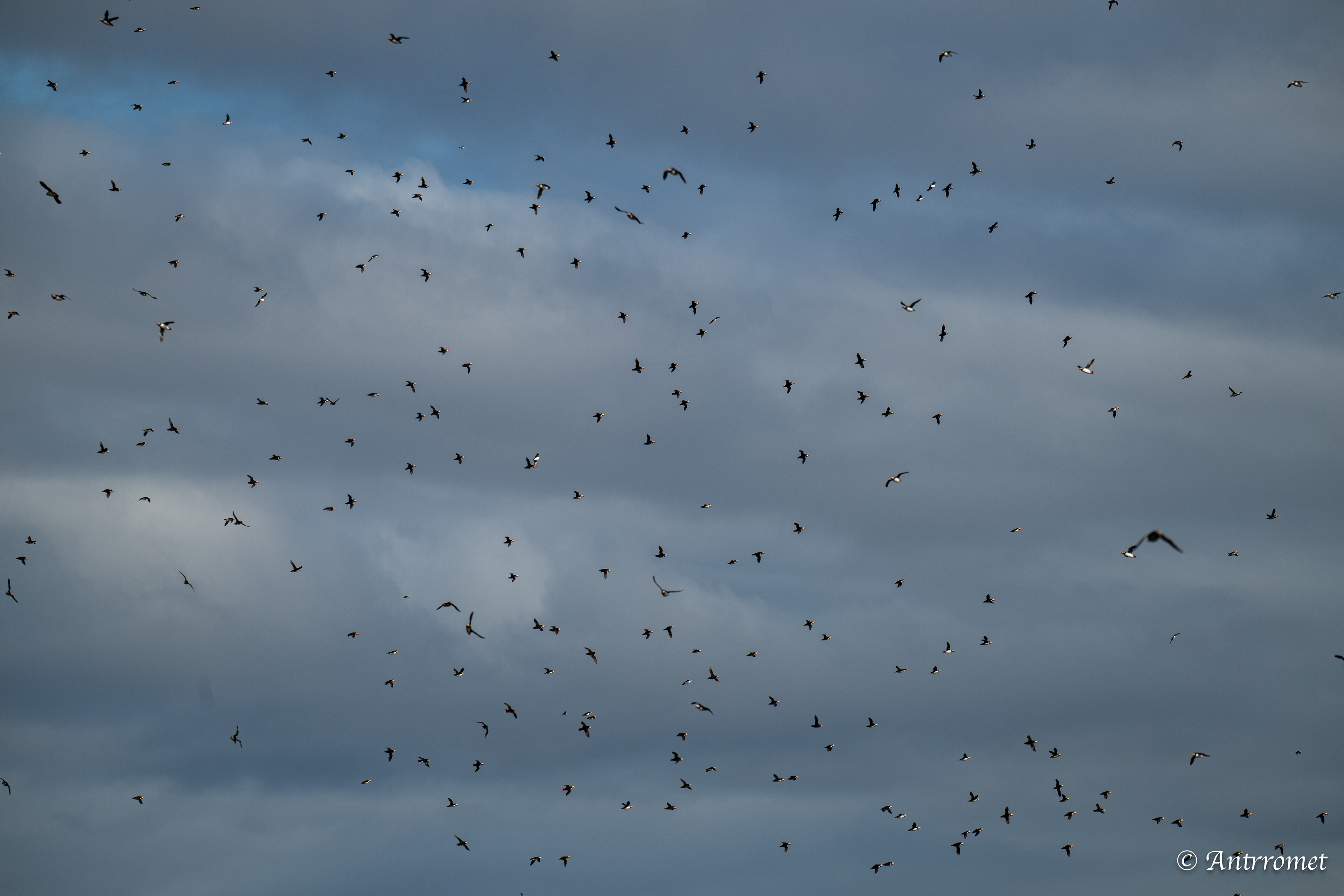 Puffins at Puffin Safari AS, Bleik, Vesteralen