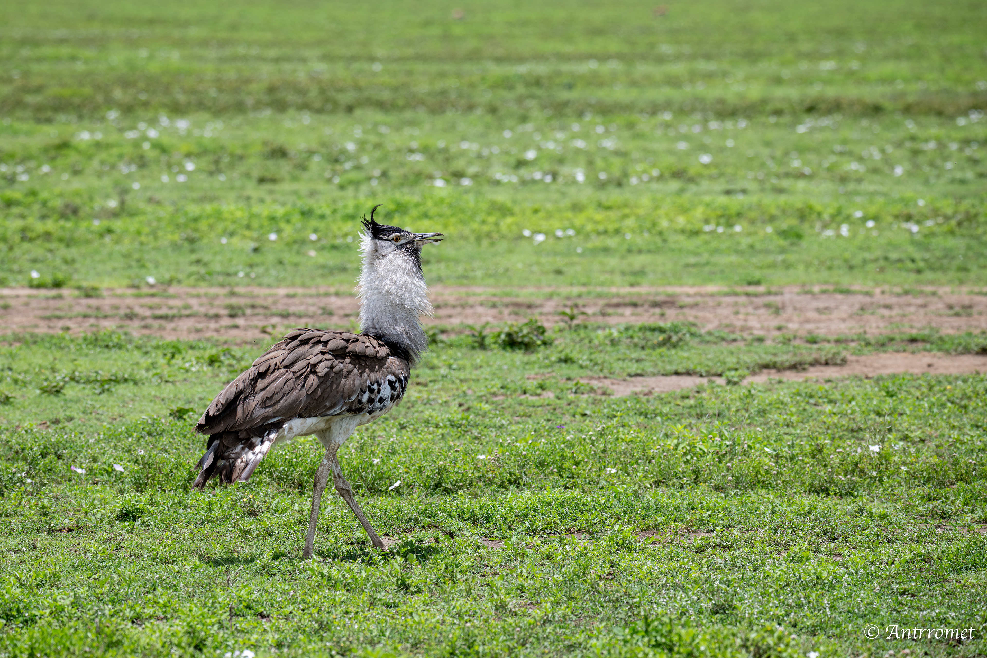 Kori Bustard