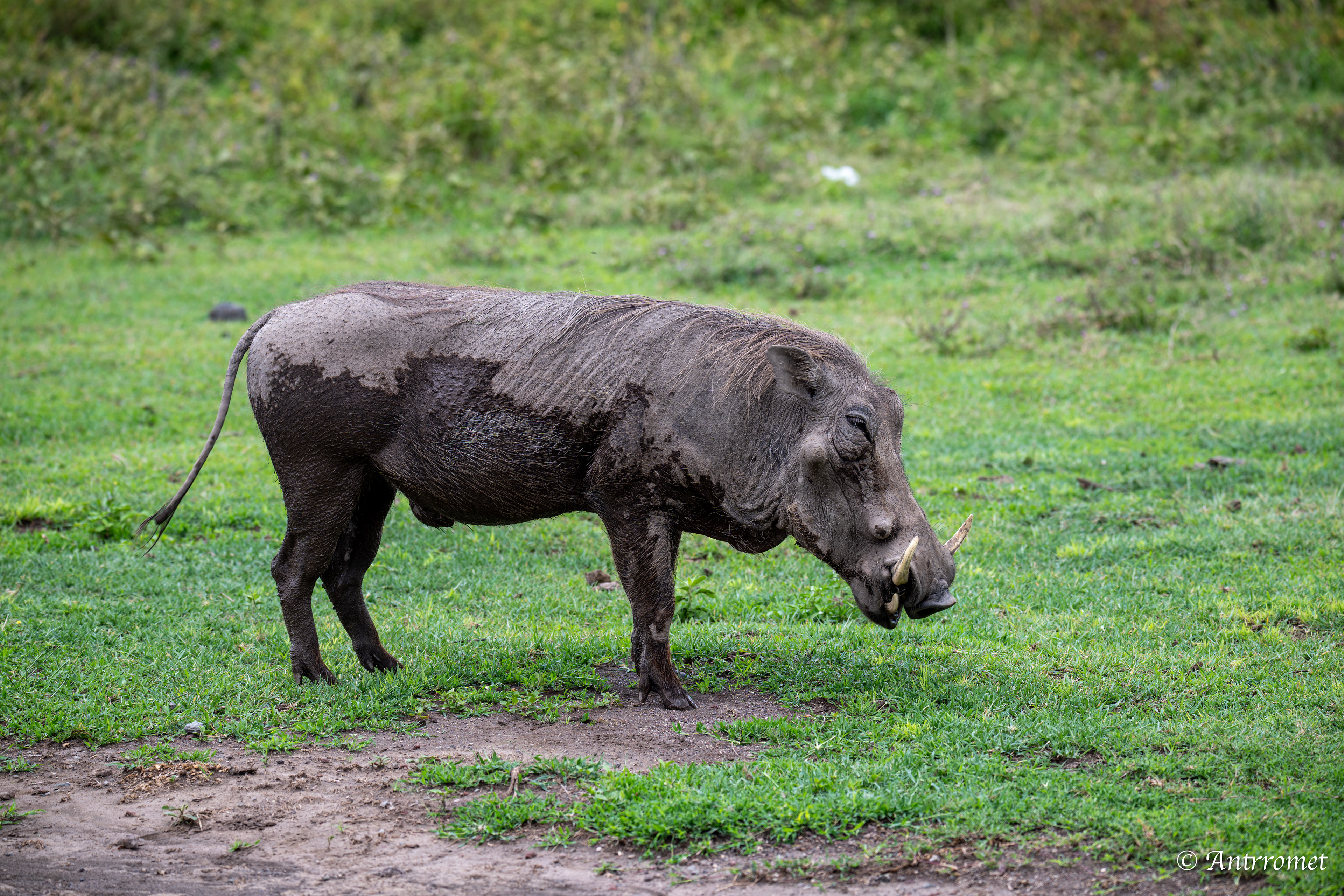 Warthog