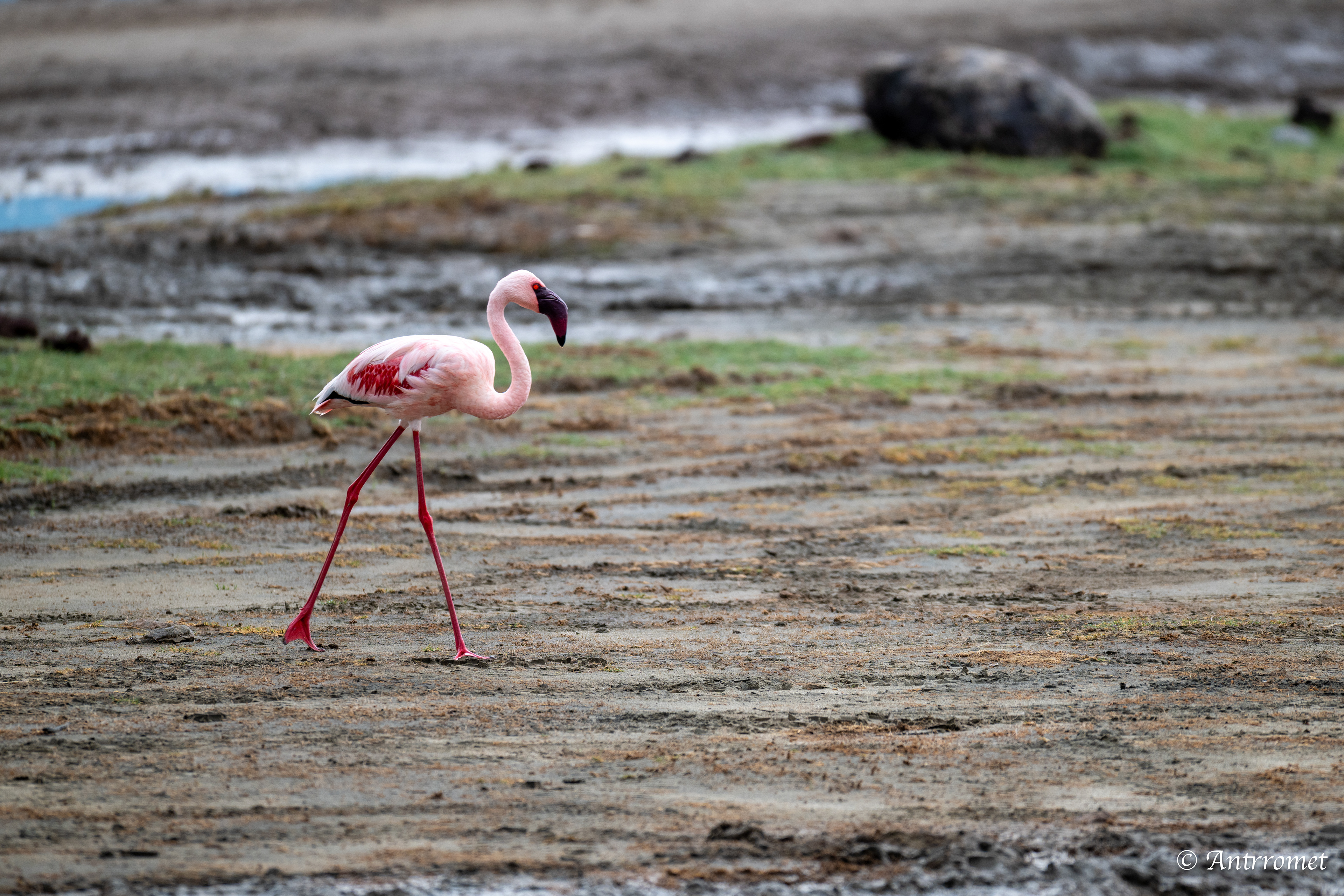 Lesser Flamingo