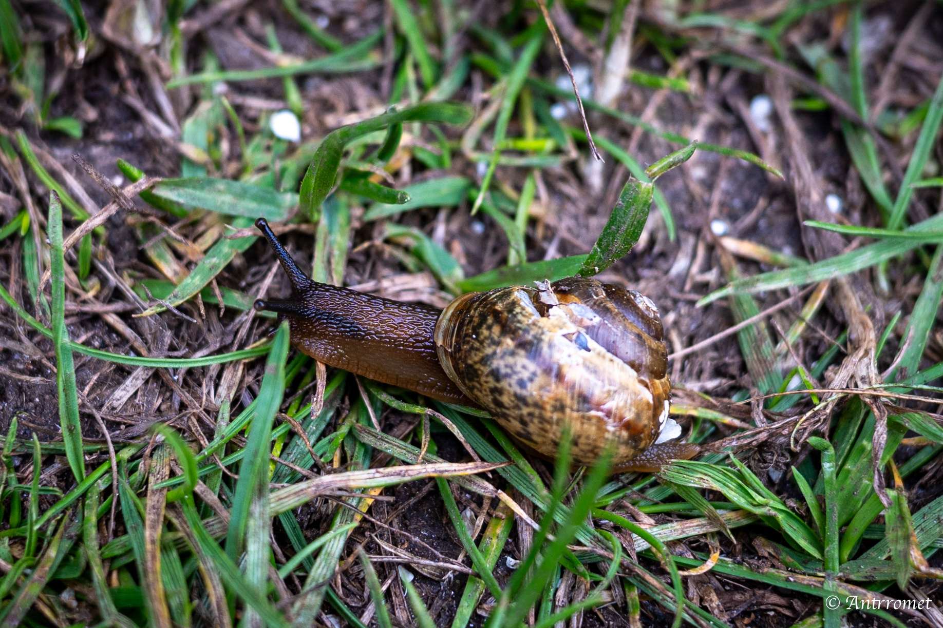 Snail near Værøy