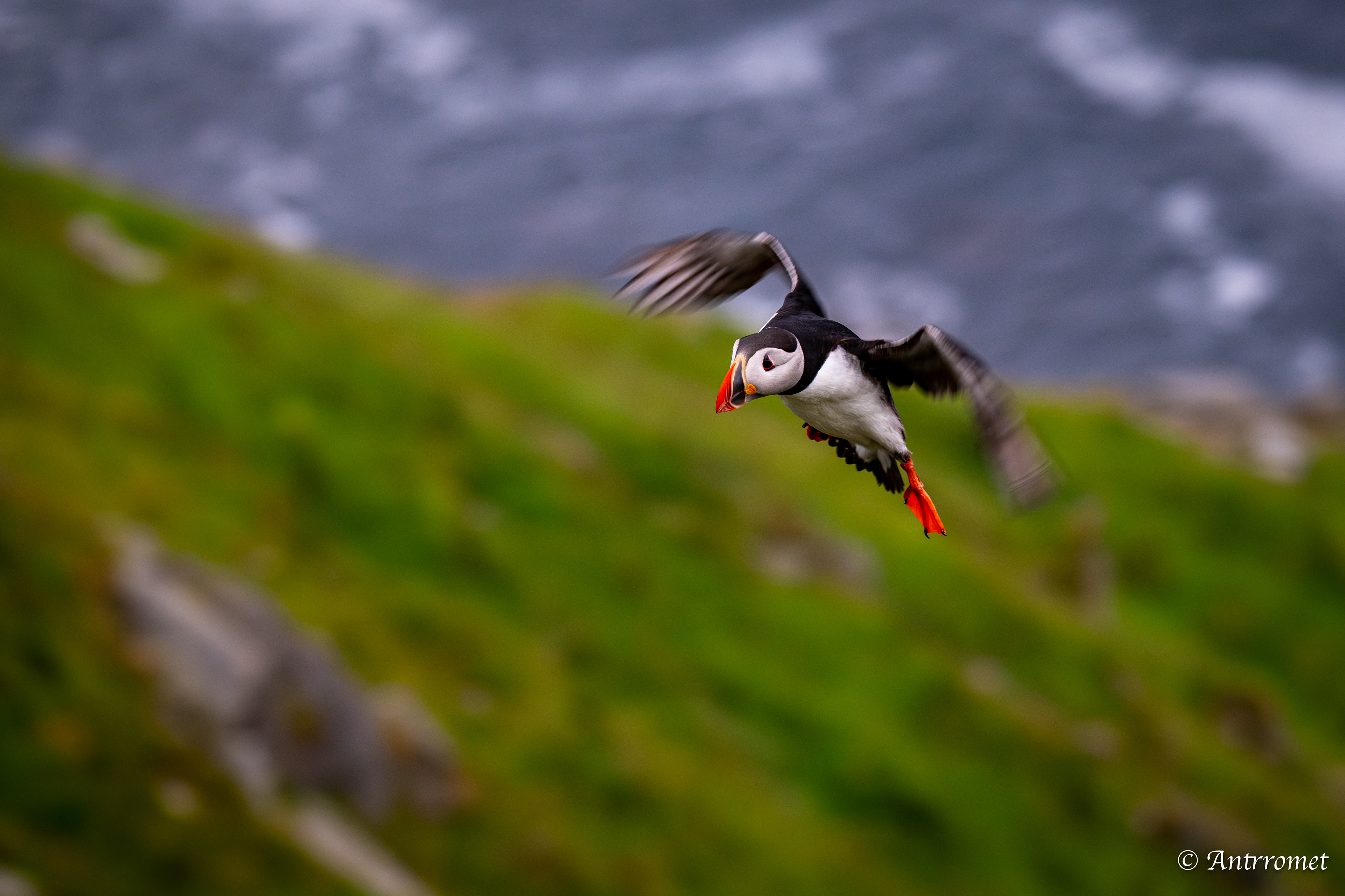 Puffin viewing point, Runde