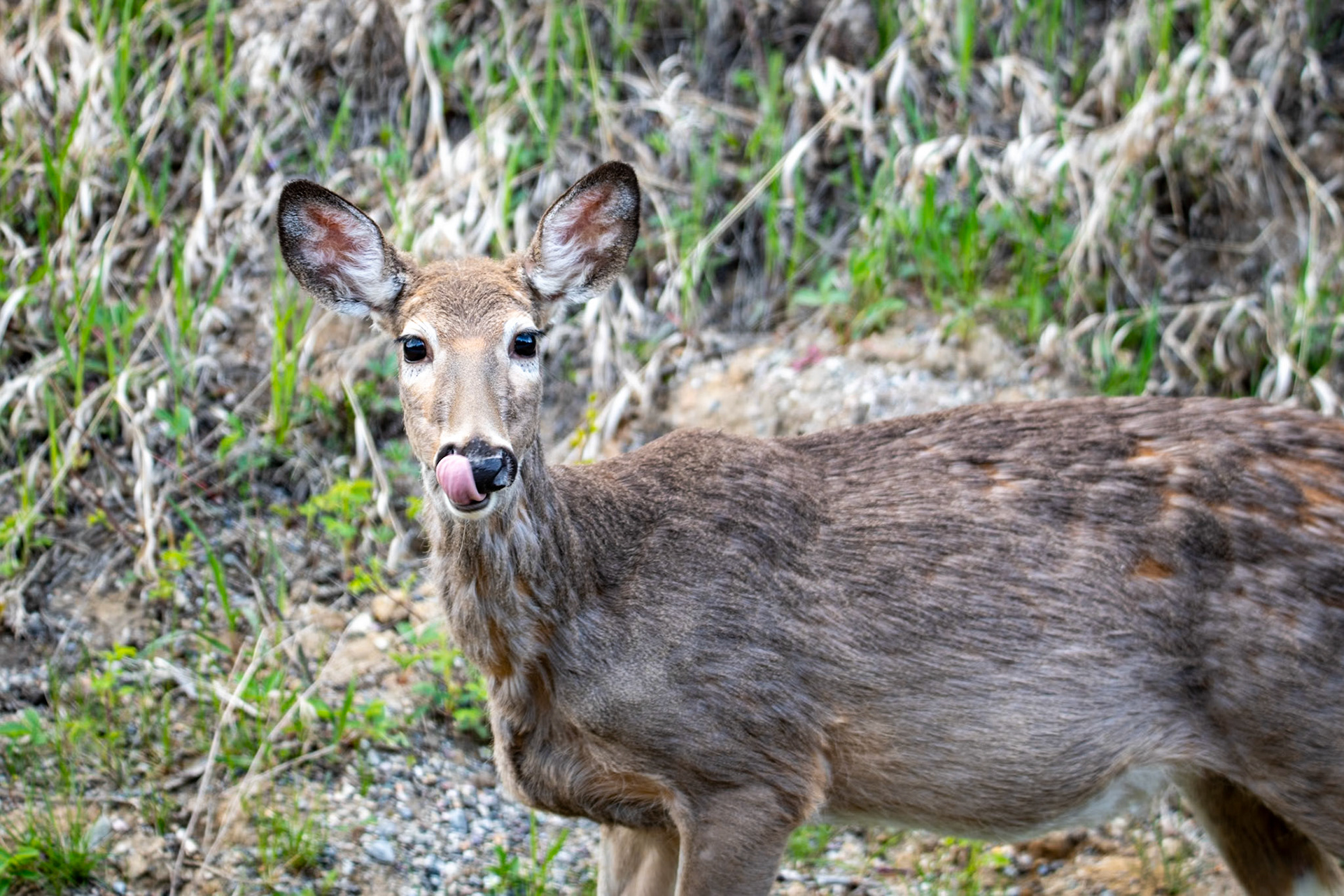 Mule dear near Maligne Lake Road