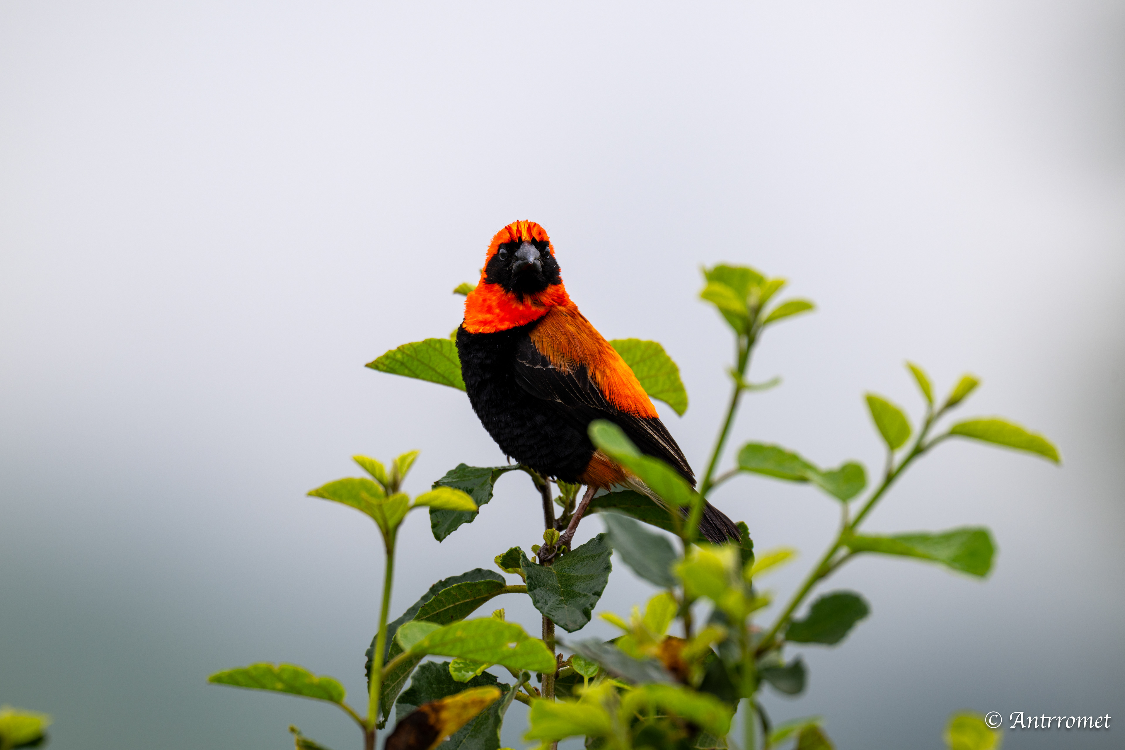 Southern Red Bishop