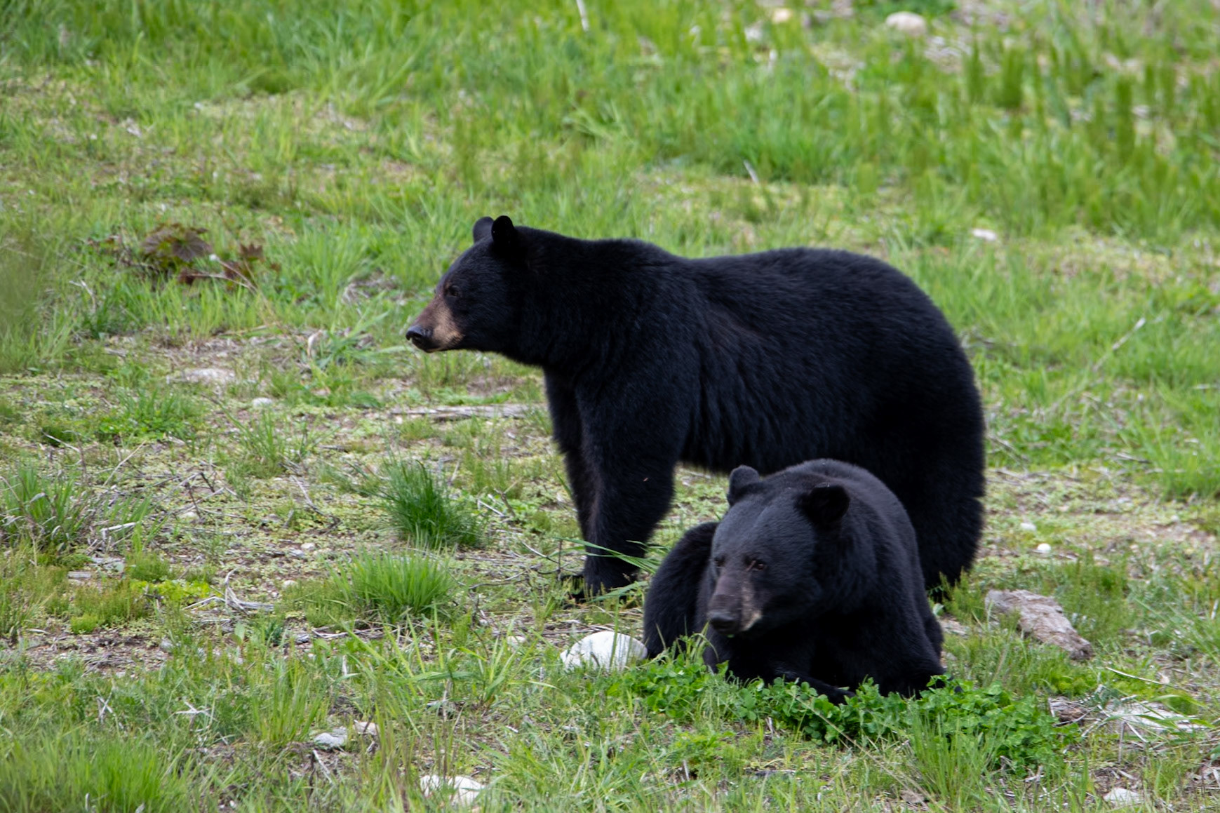 Black bears near Yellowhead Highway