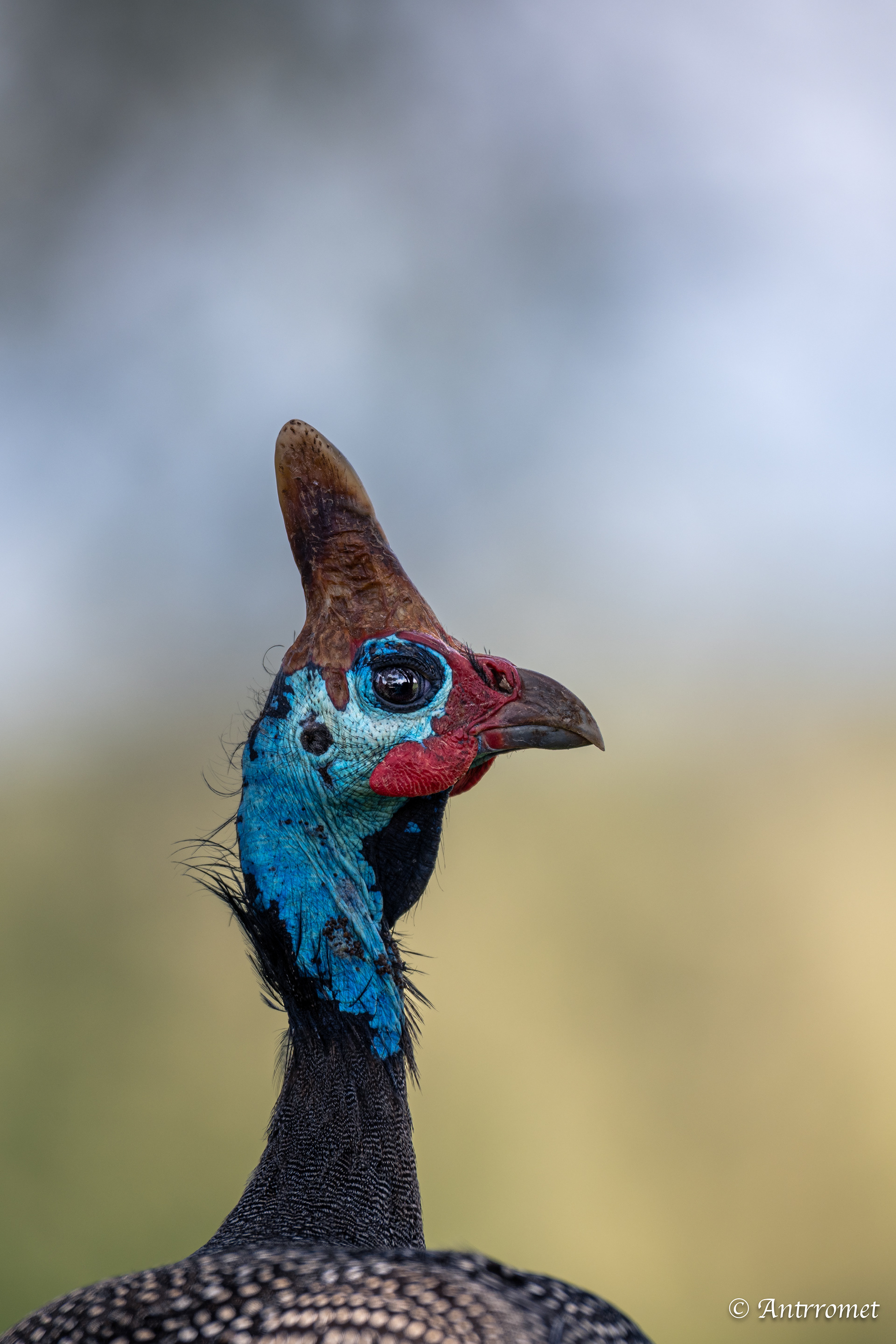 Helmeted guinea fowl