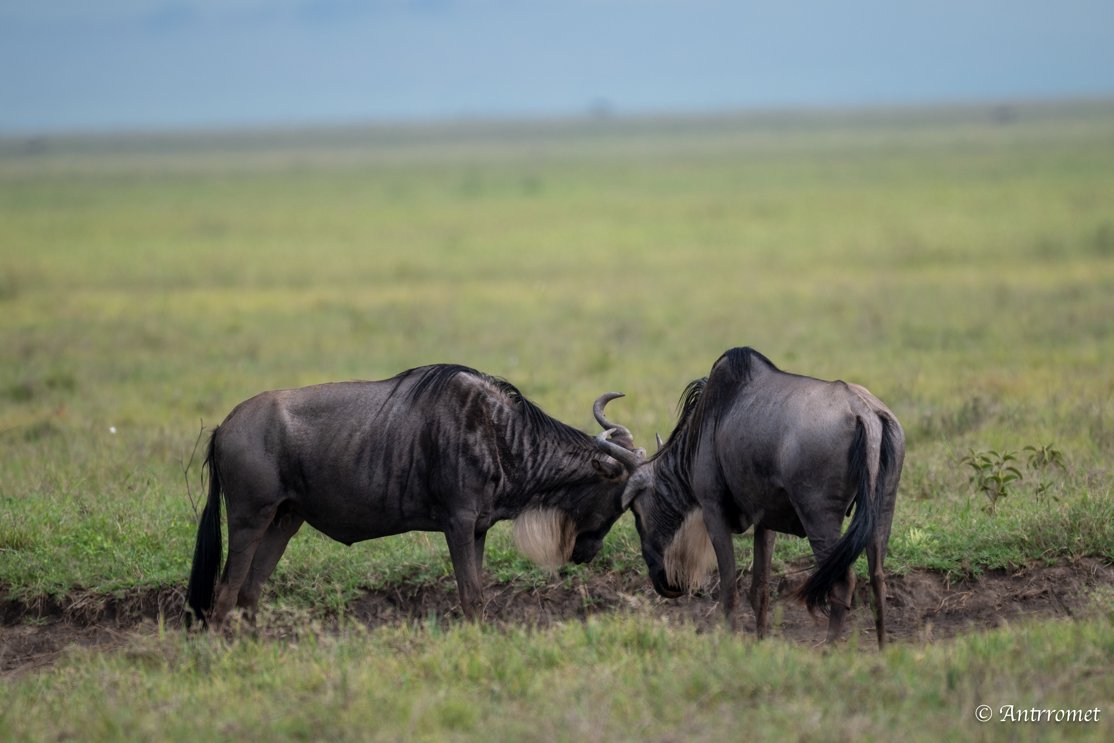Wildebeest