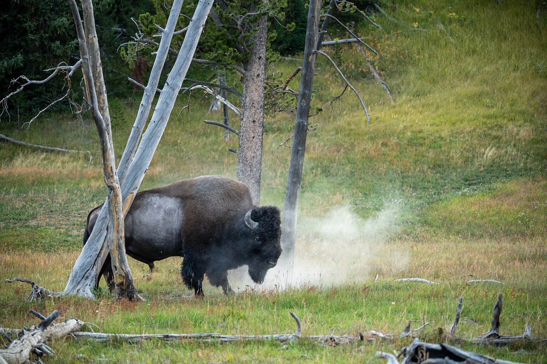 Bison near Frying Pan Spring