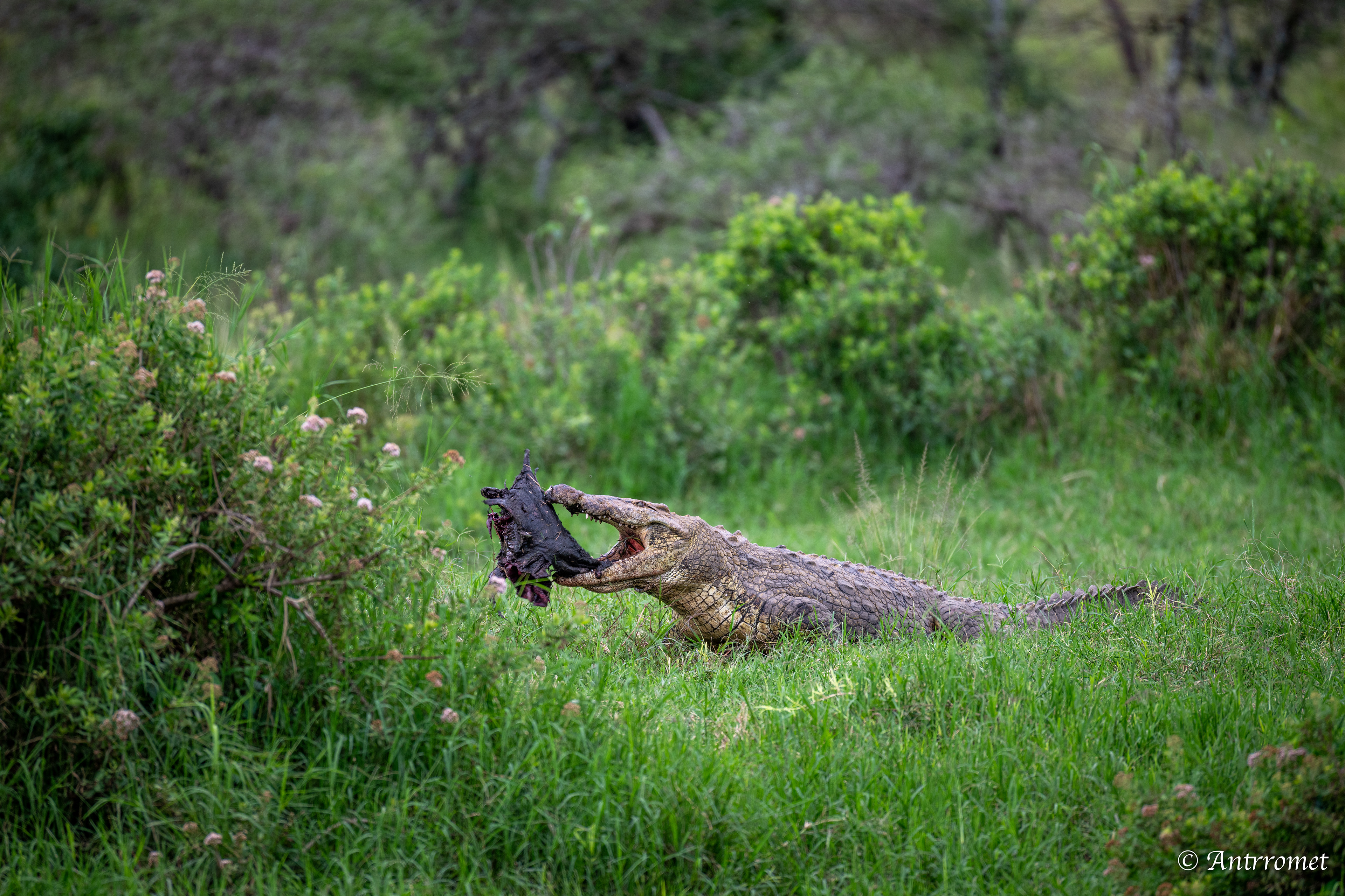 Nile Crocodile devouring a warthog