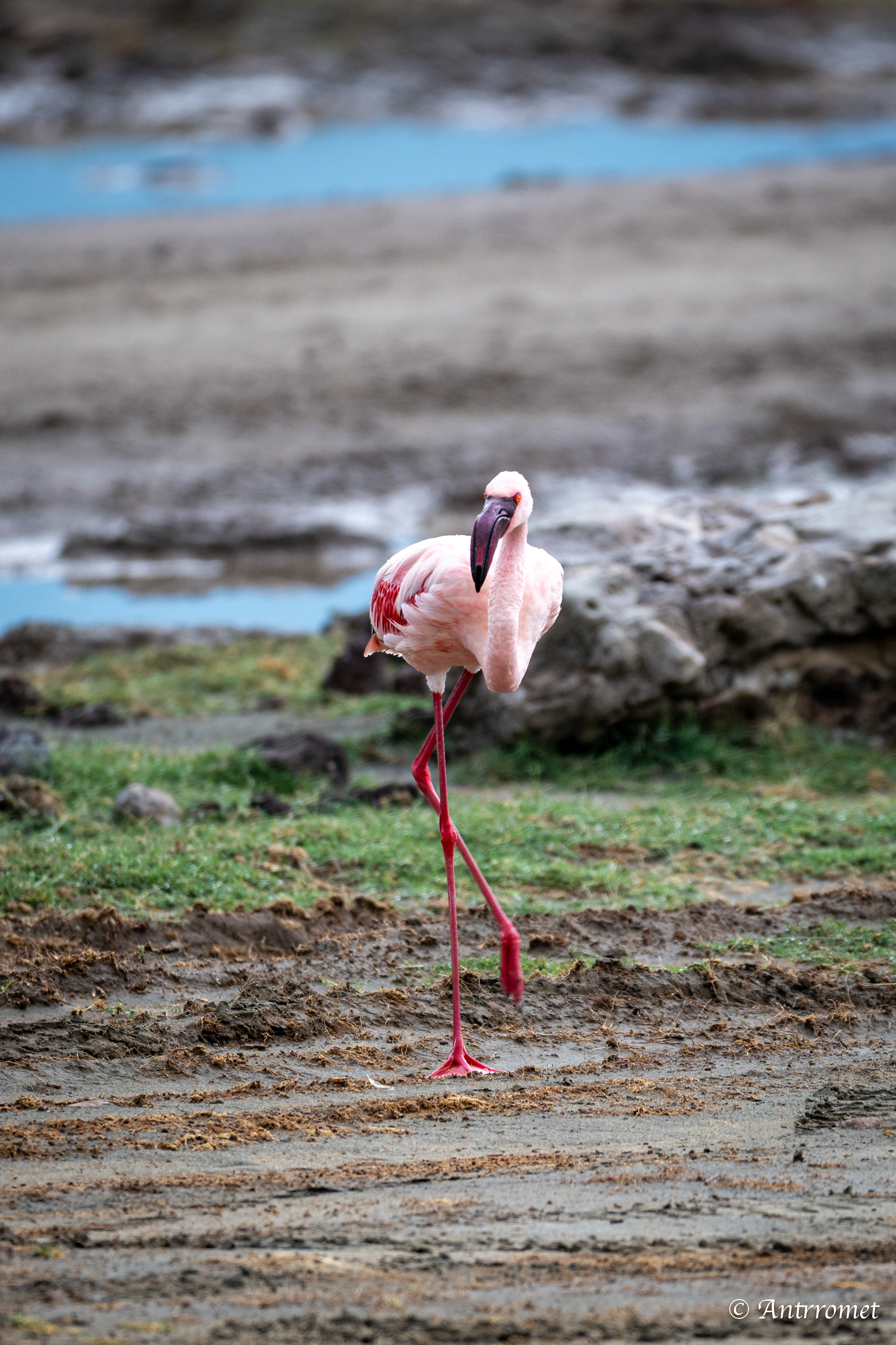 Lesser Flamingo
