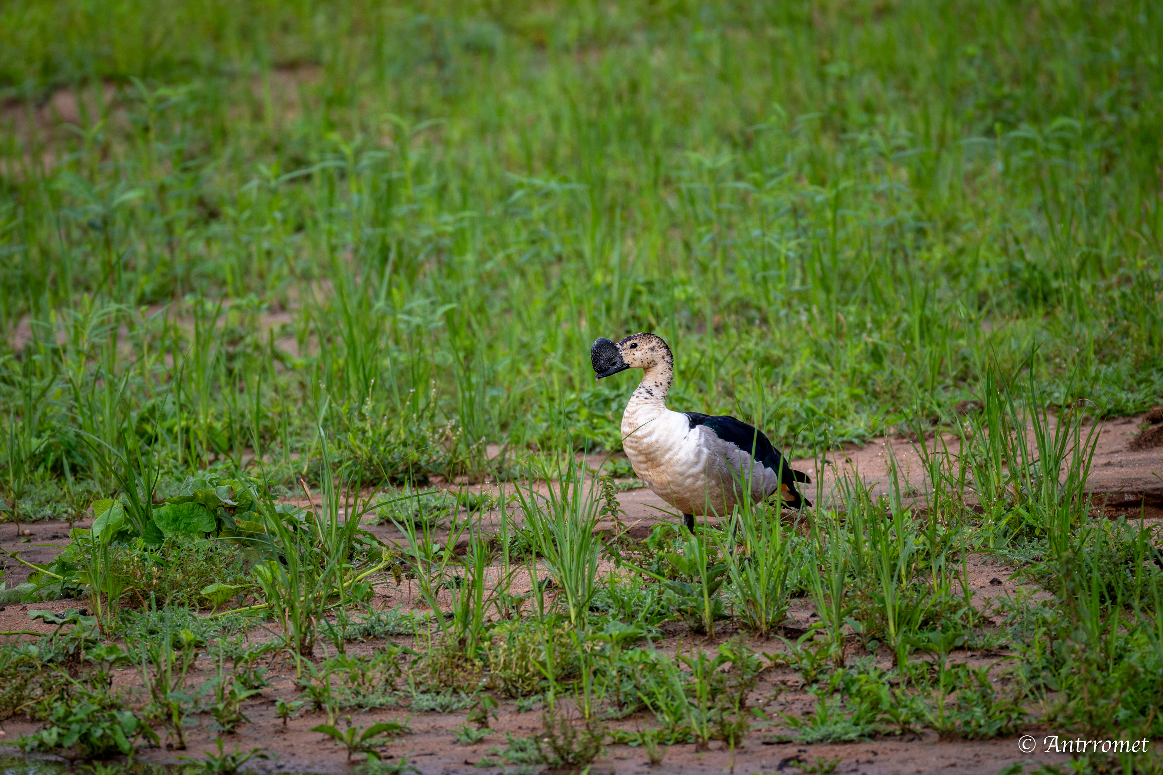 Knob-billed Duck
