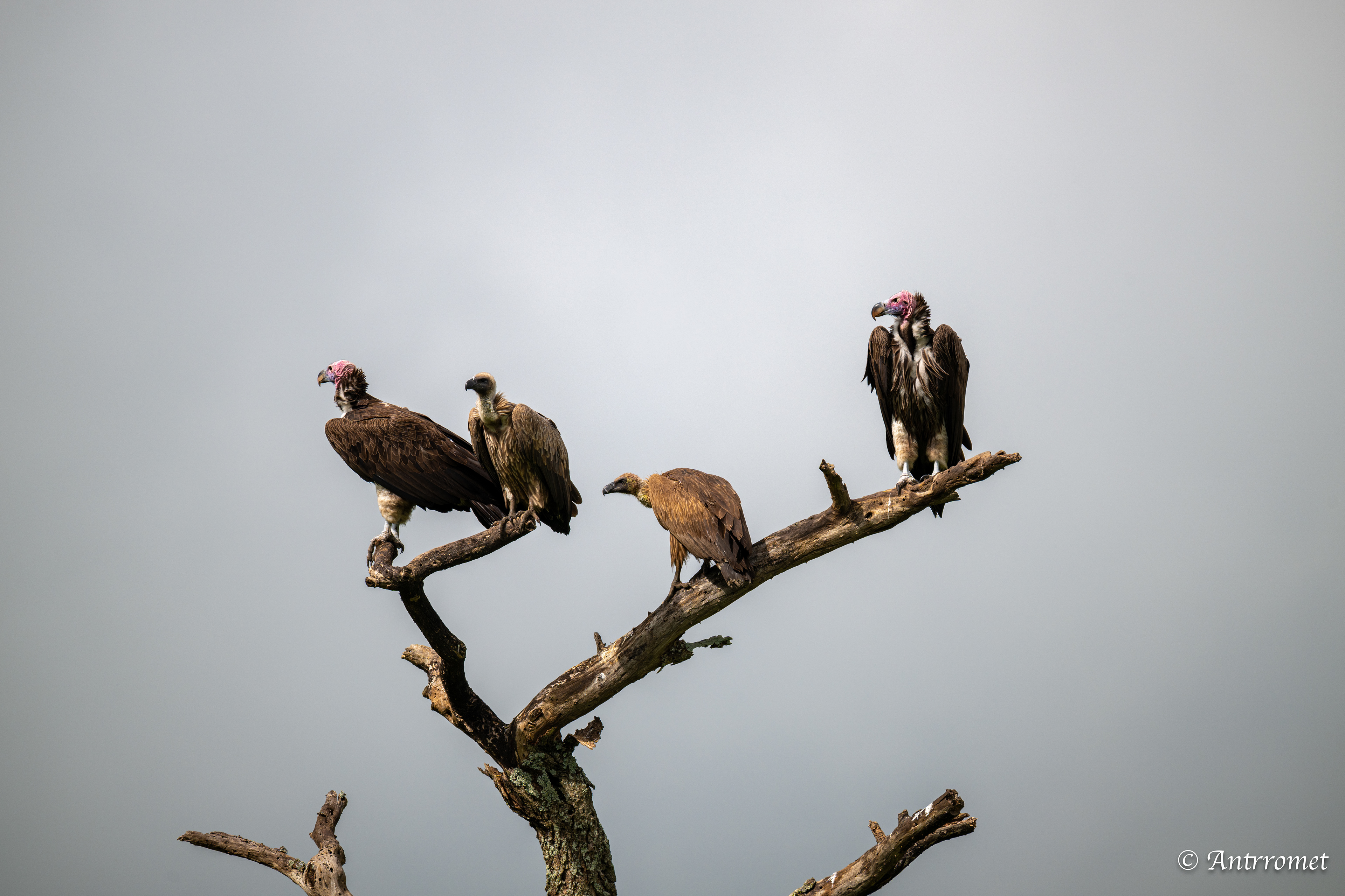 White-backed Vultures alongwith Lappet-faced Vultures