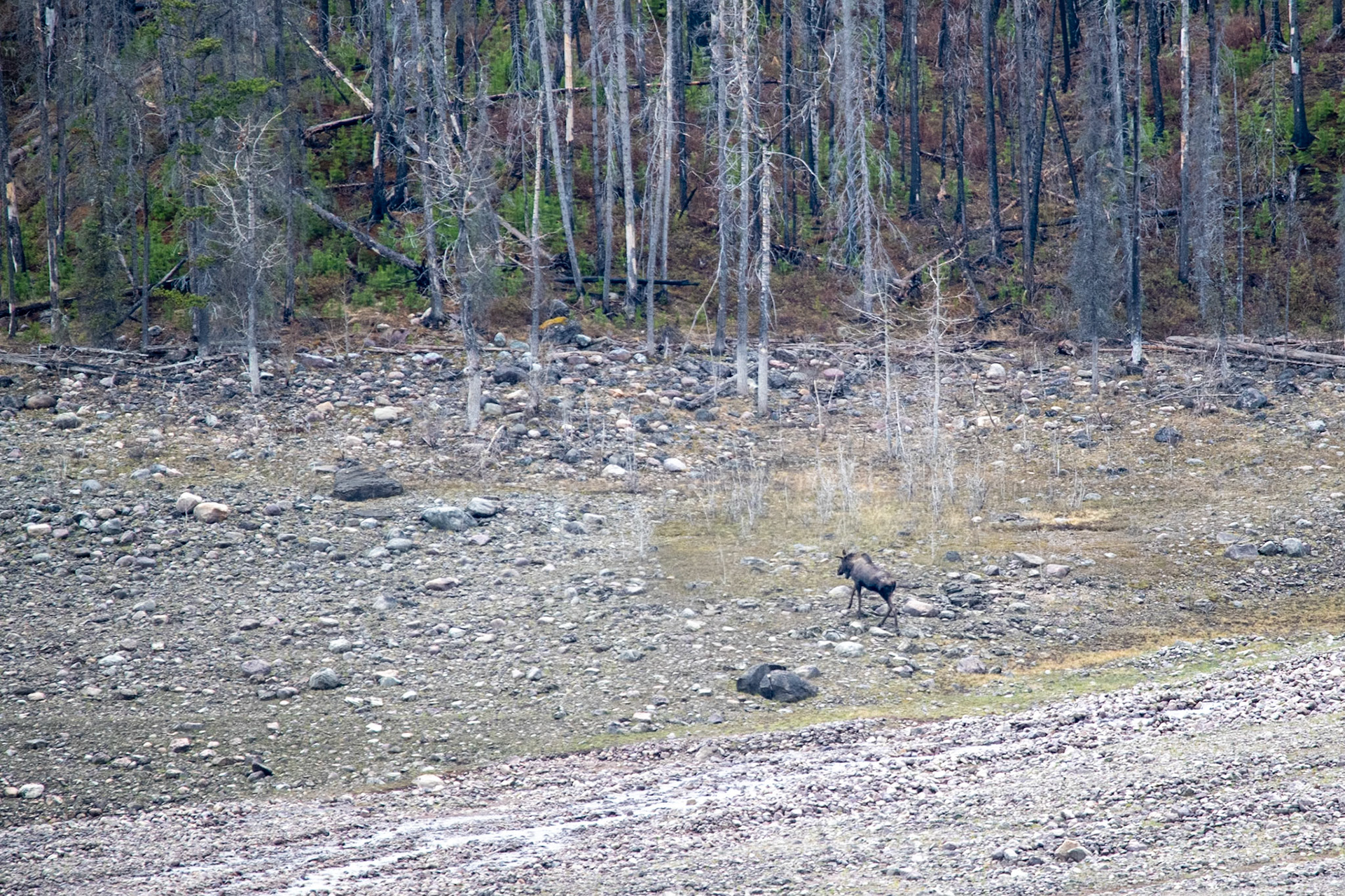 Moose at Medicine Lake