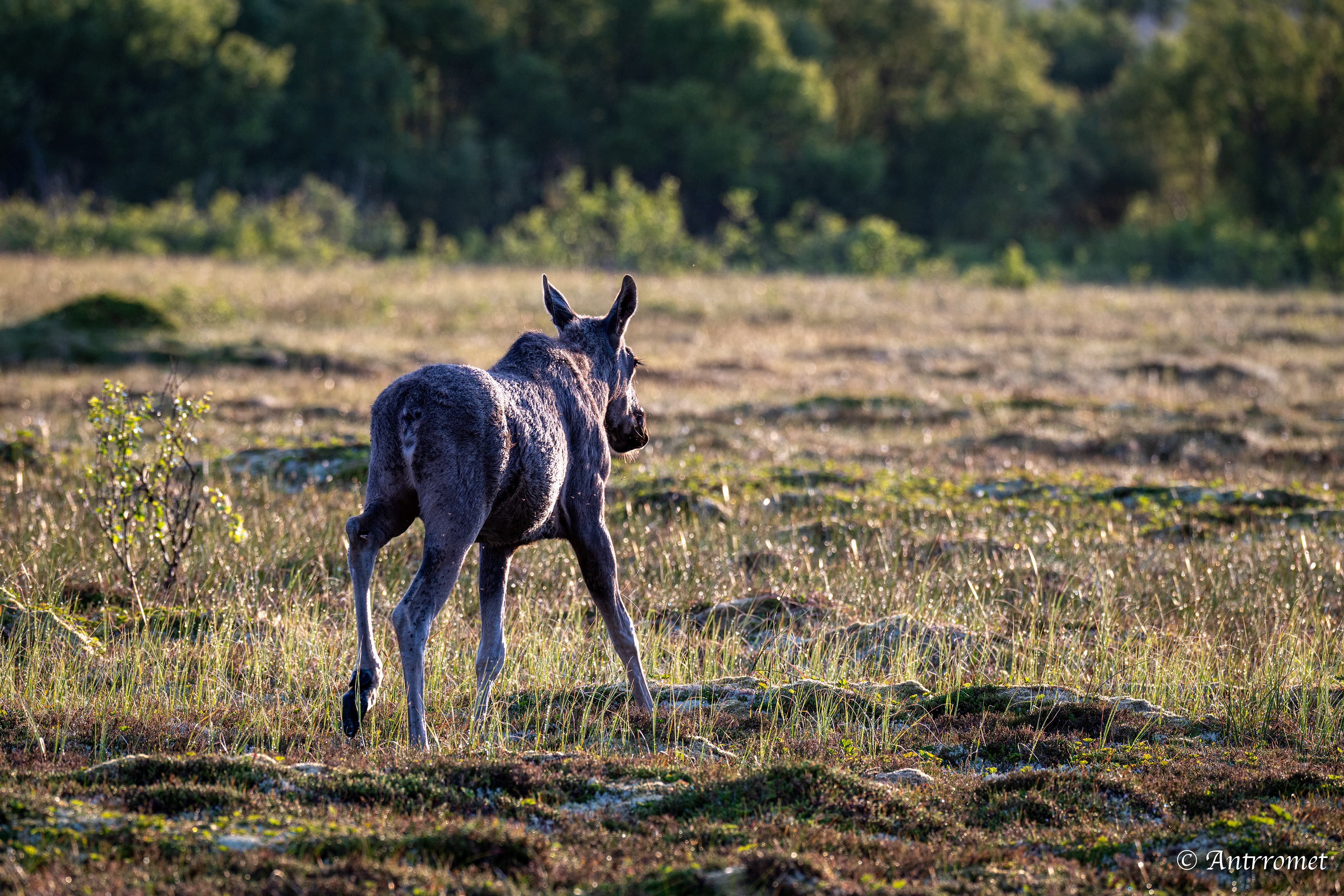 Moose somewhere near Åse on a tour with Arctic North Adventures