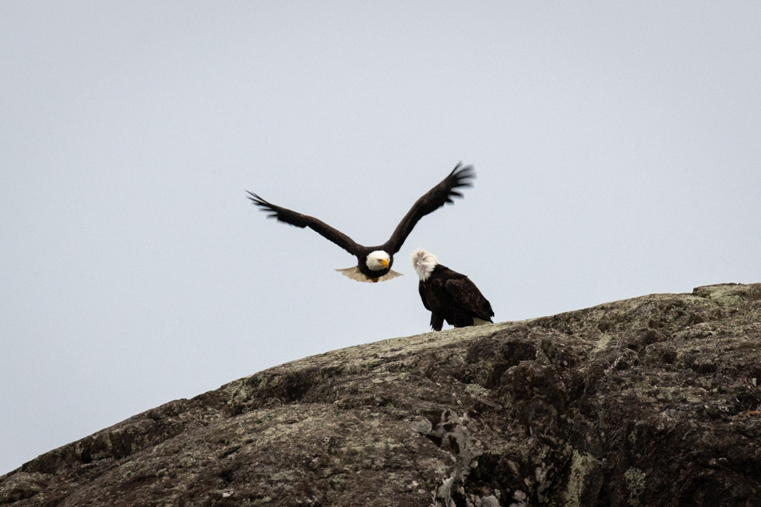 Bald eagles at Amphitrite Point Lighthouse